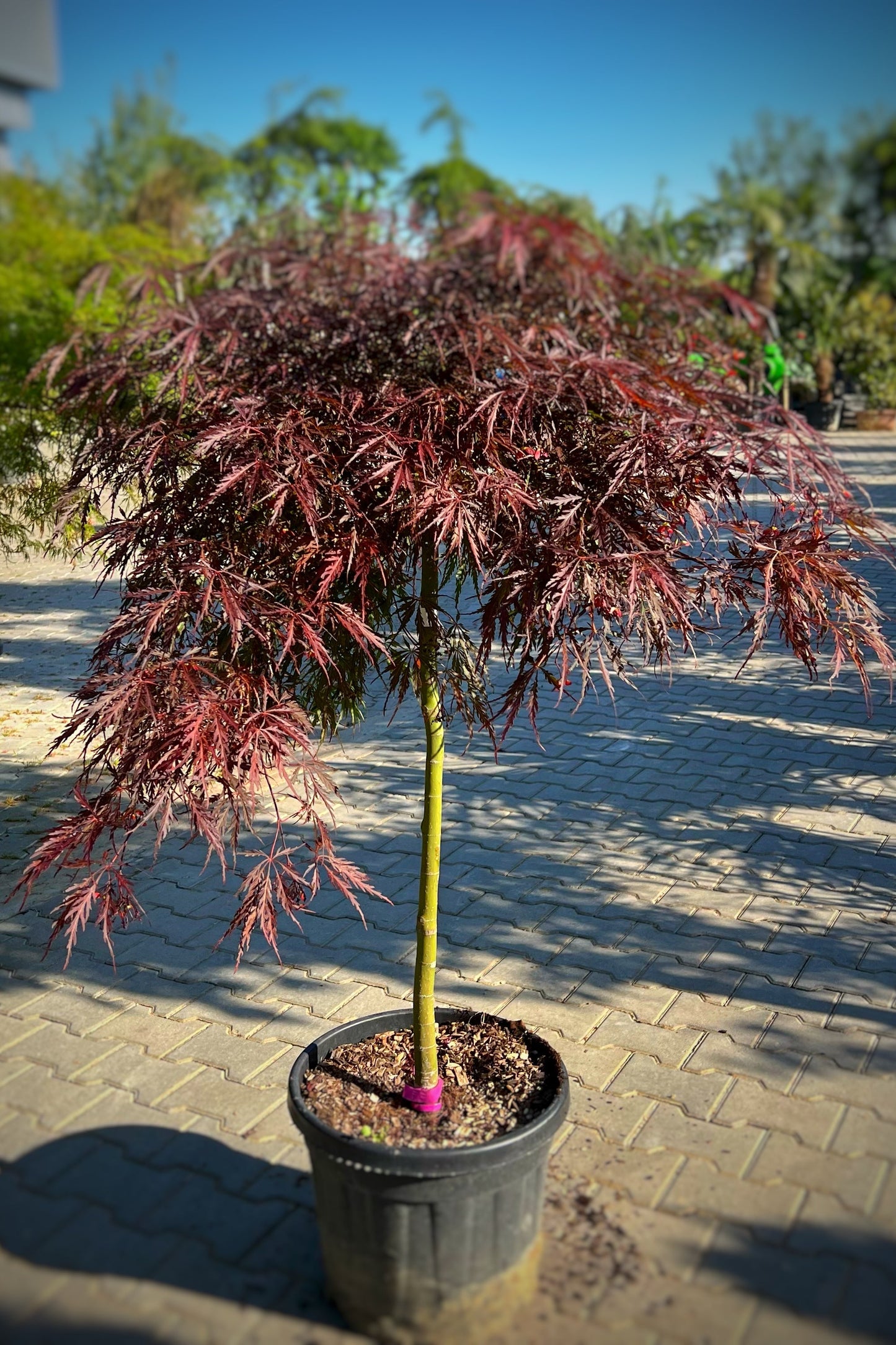 ACER INABASHIDARE
