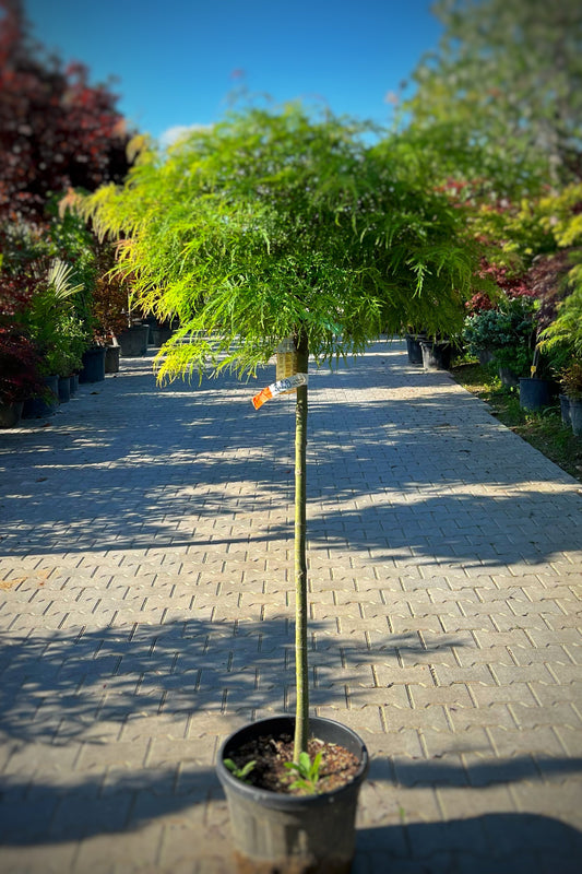 ACER QADER I GJELBERT