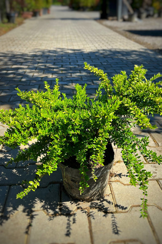 LONICIERA