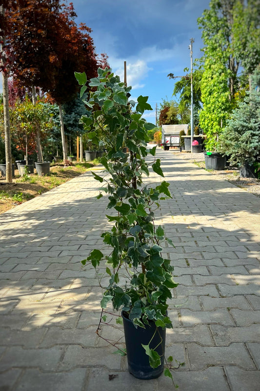 Hedera