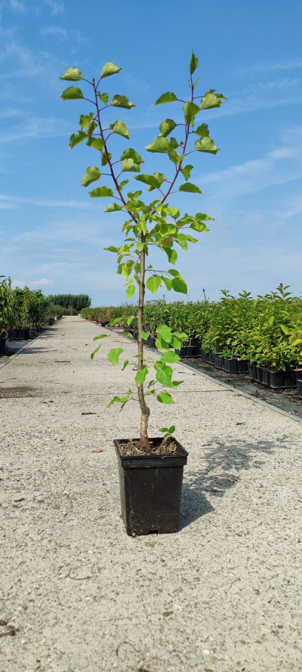 Frut - Kajsia e Shkupit