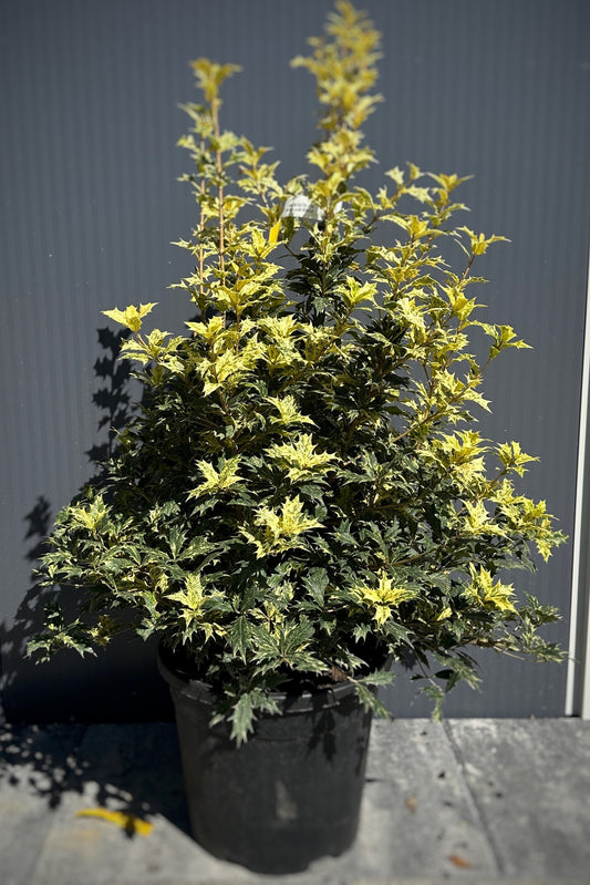 OSMANTHUS HET. TRICOLOR.