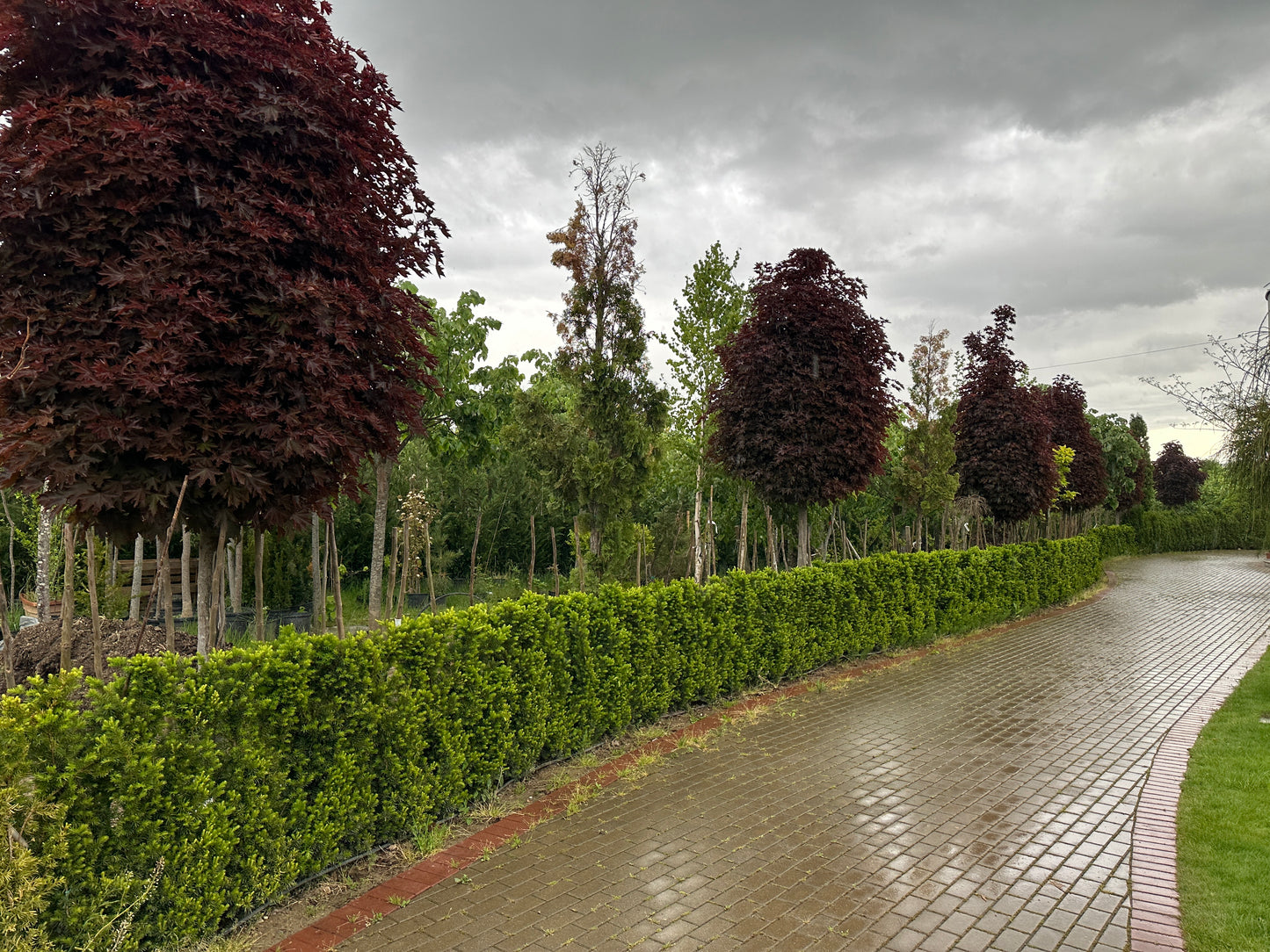 Taxus Baccata