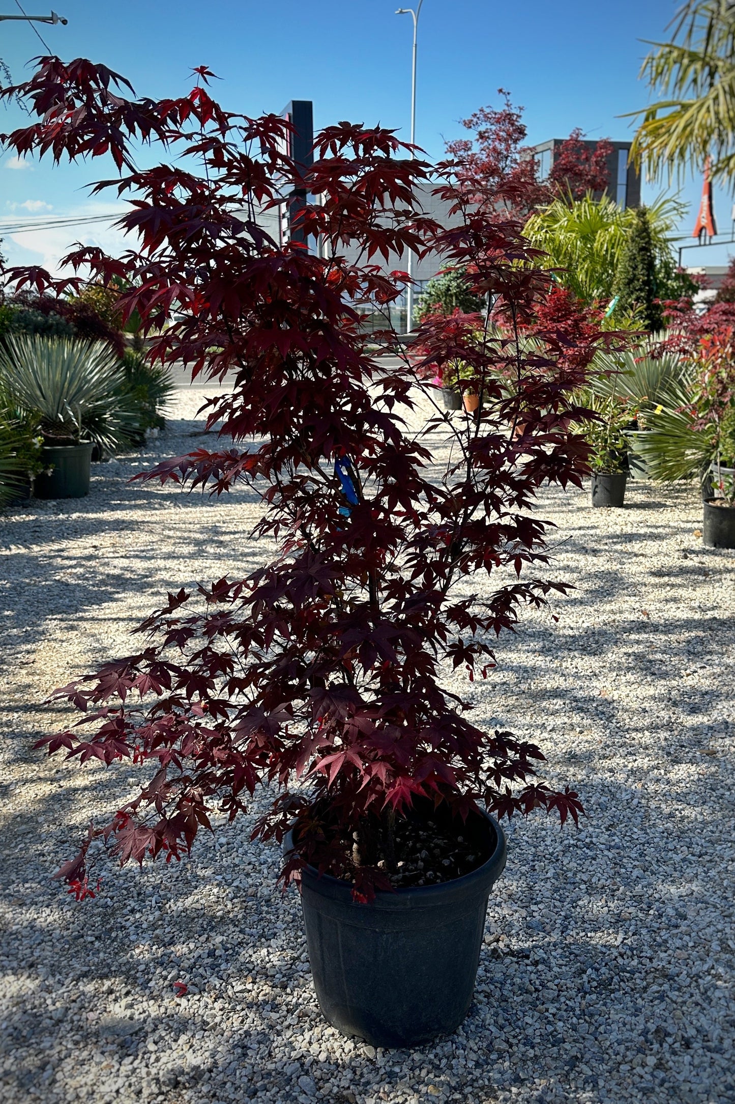 Acer Palmatum Bloodgood
