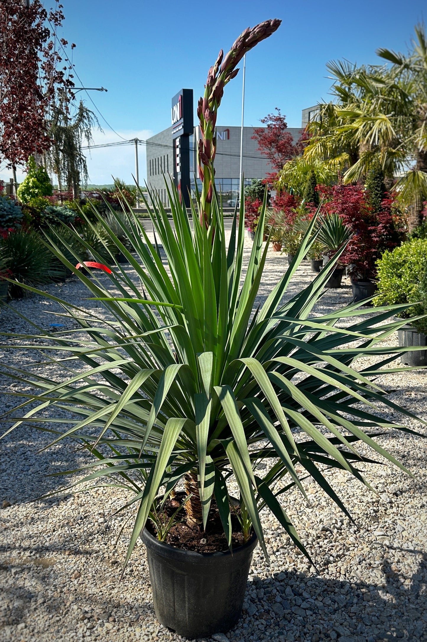 Palma - Yucca Gloriosa