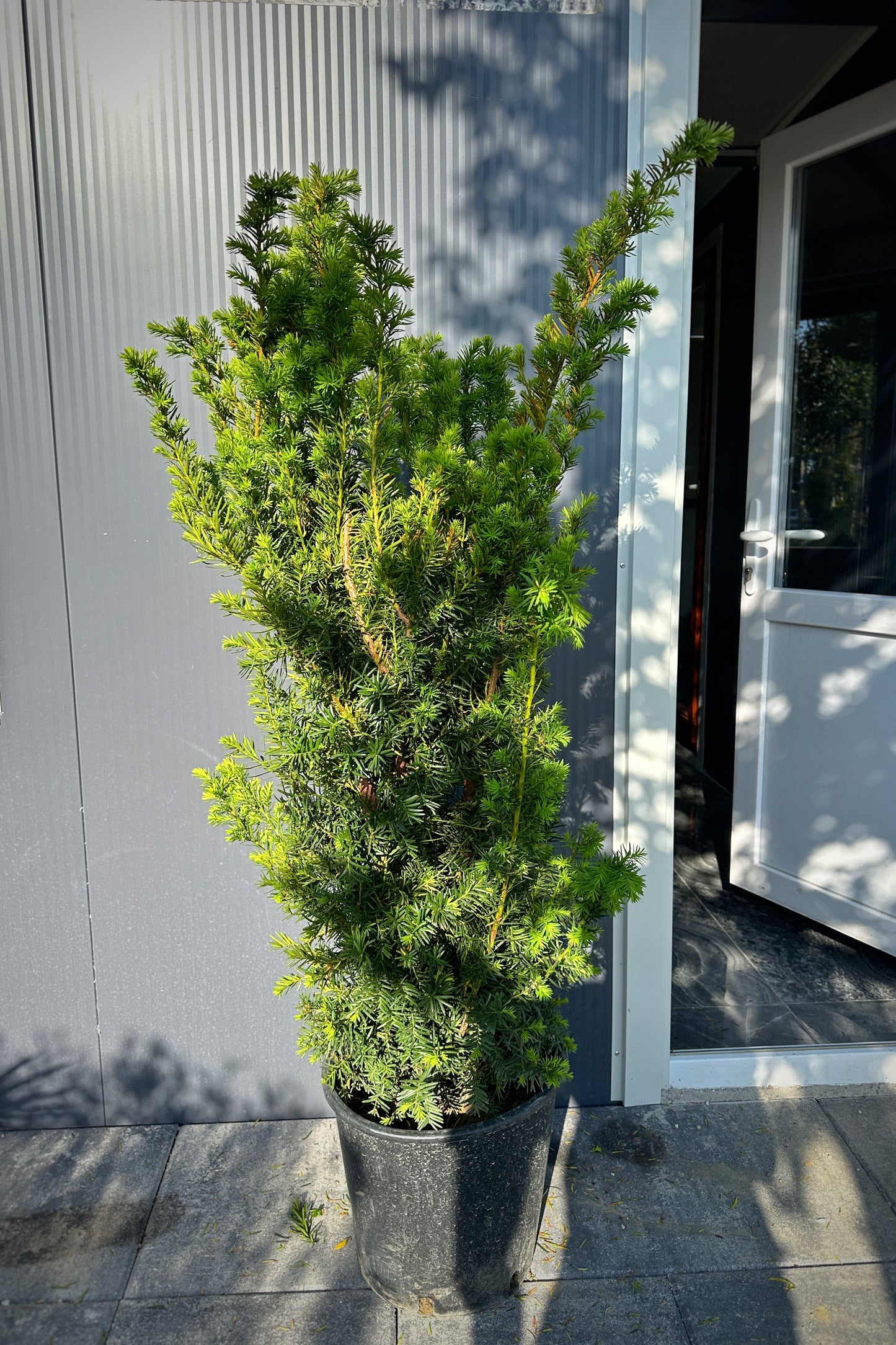 Taxus Baccata