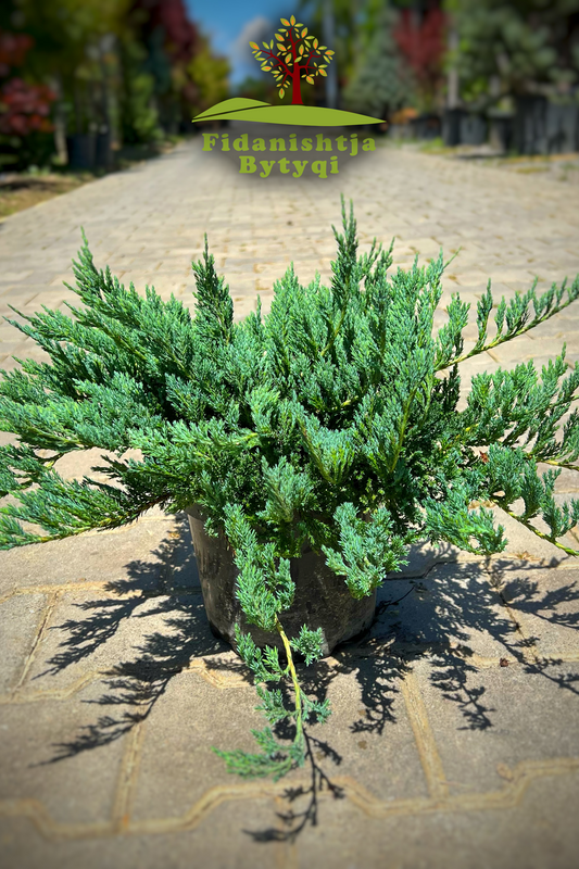 Juniperus