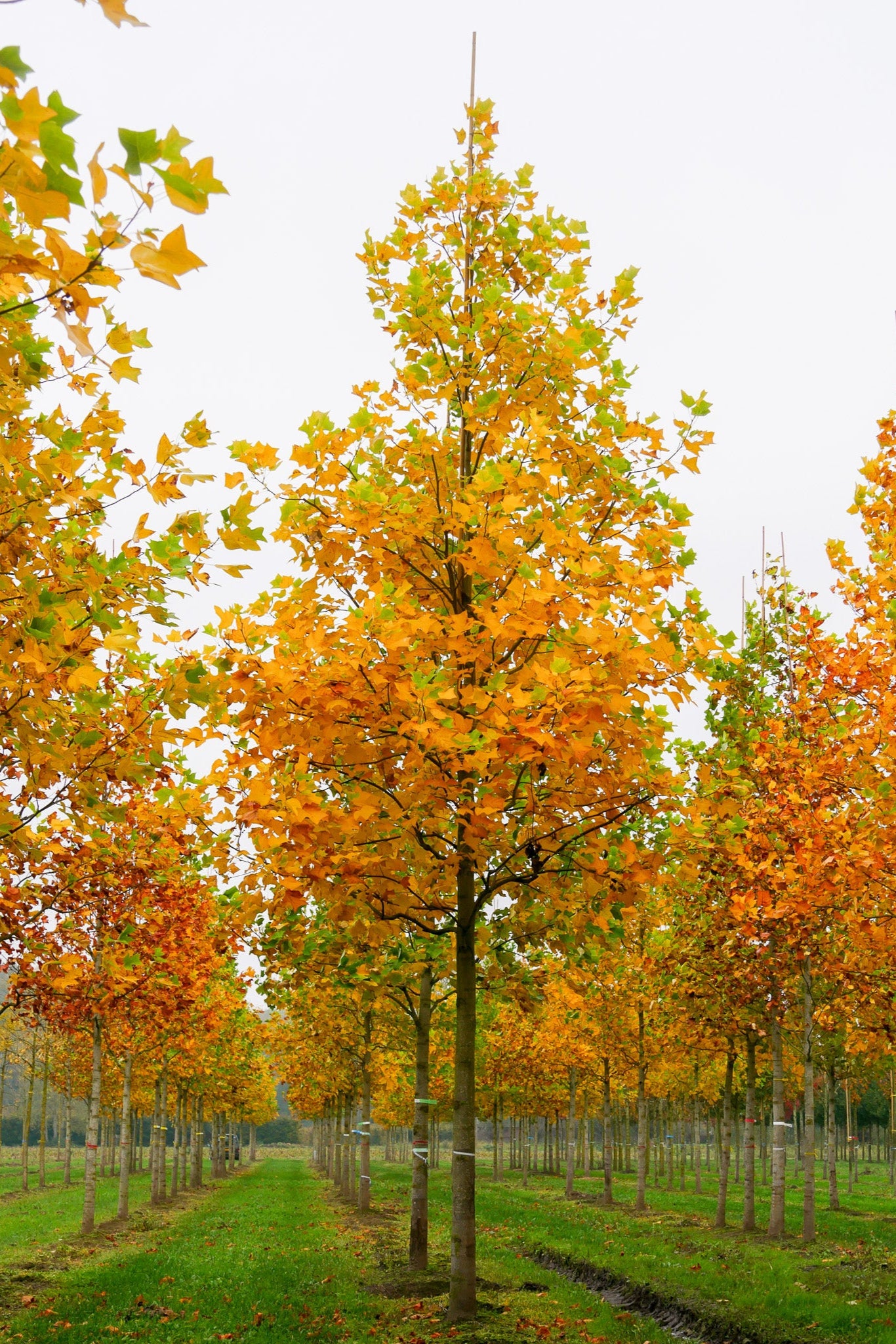 Liriodendron Tulipifera