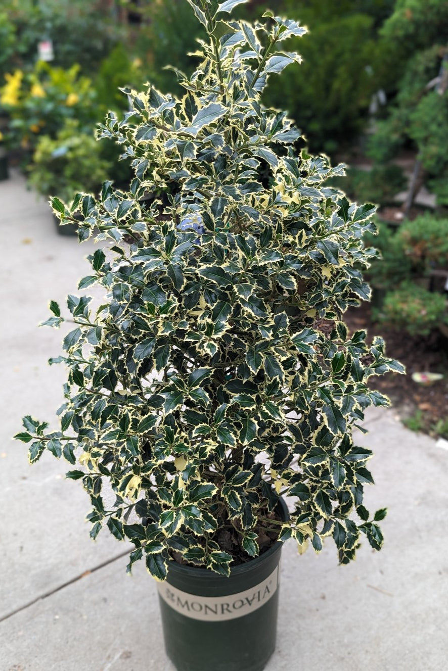 Ilex Aquifolium Argenteomarginata