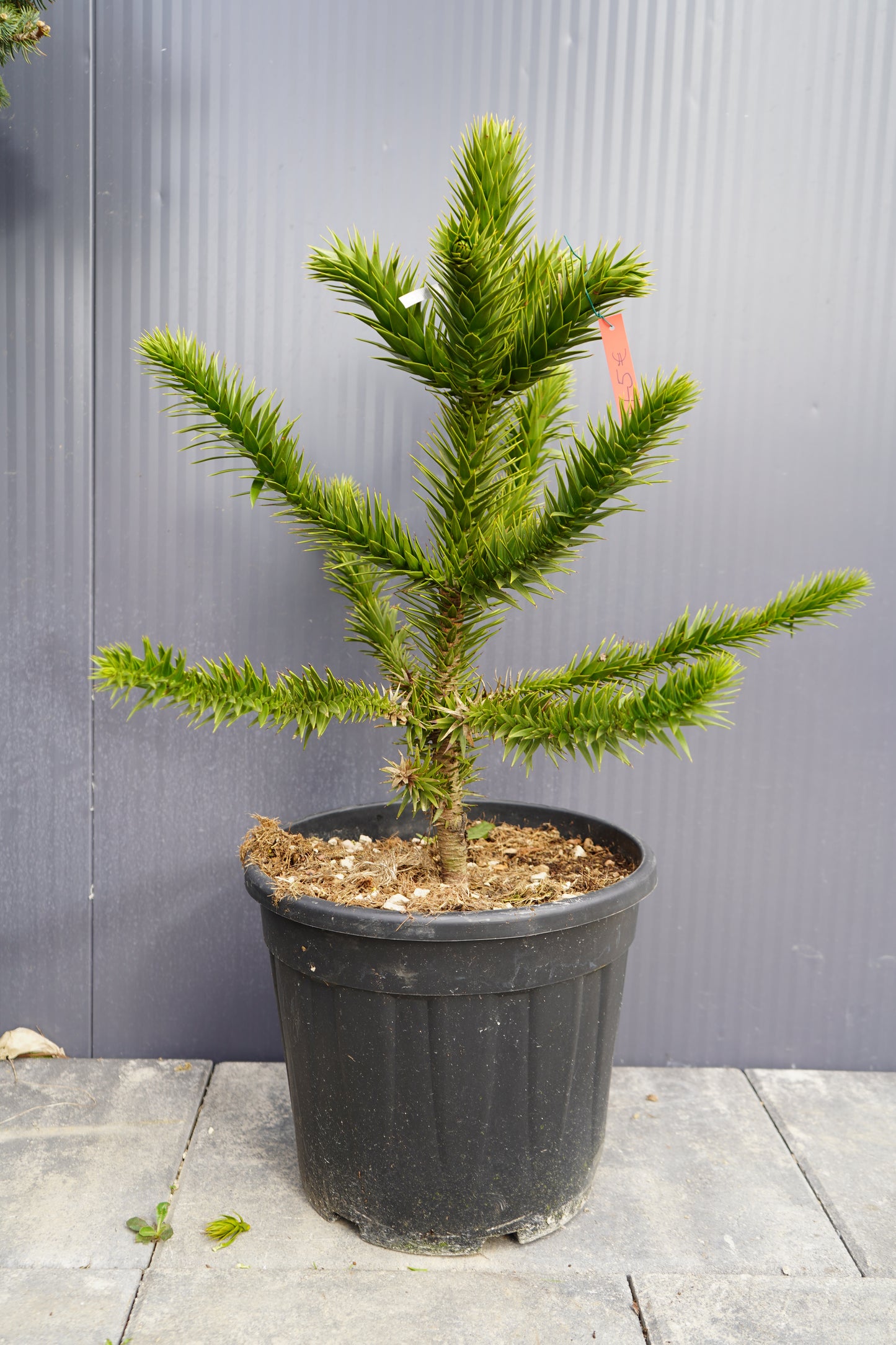 Monkey Puzzle Tree - Araucaria