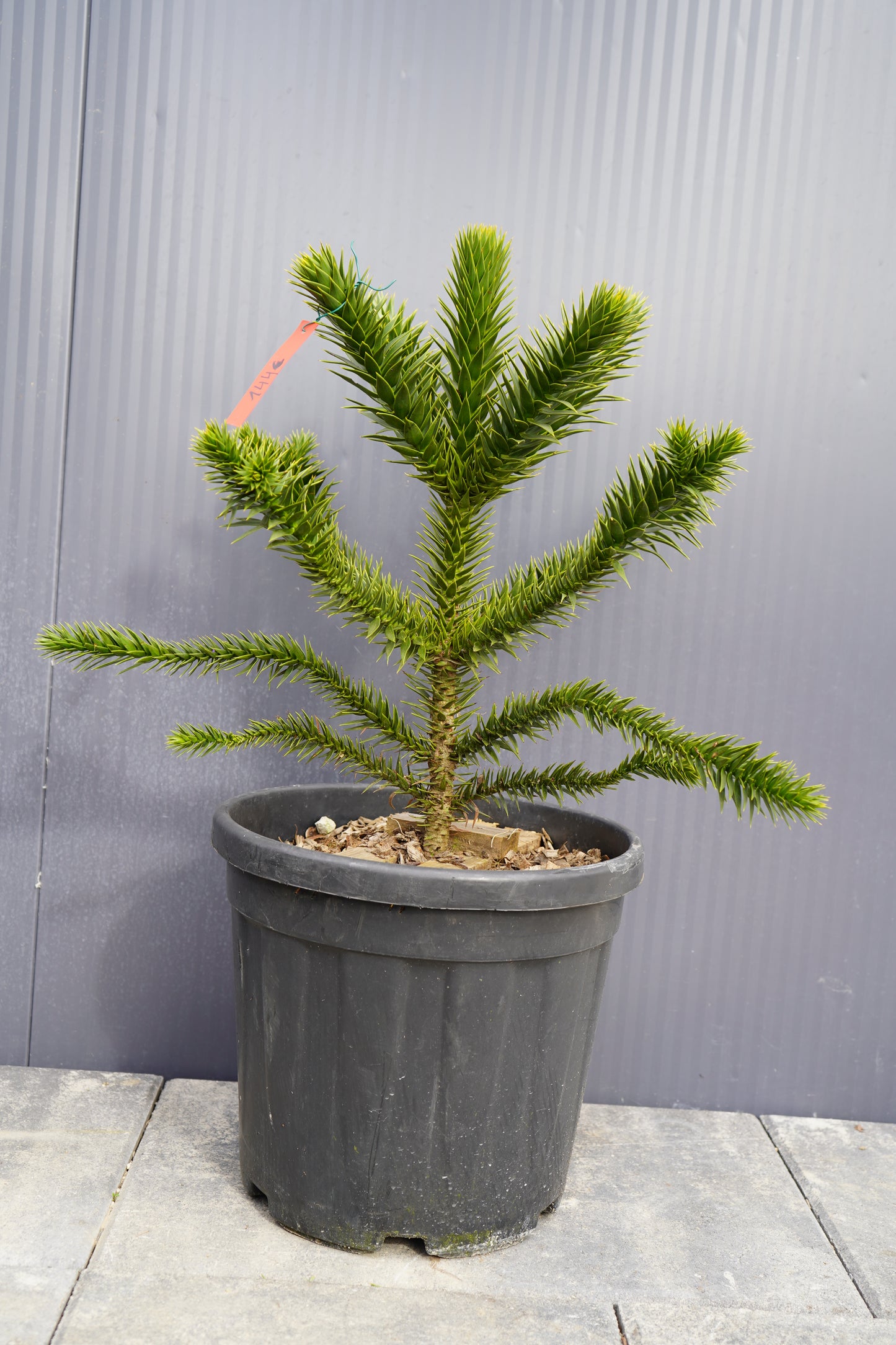Monkey Puzzle Tree - Araucaria