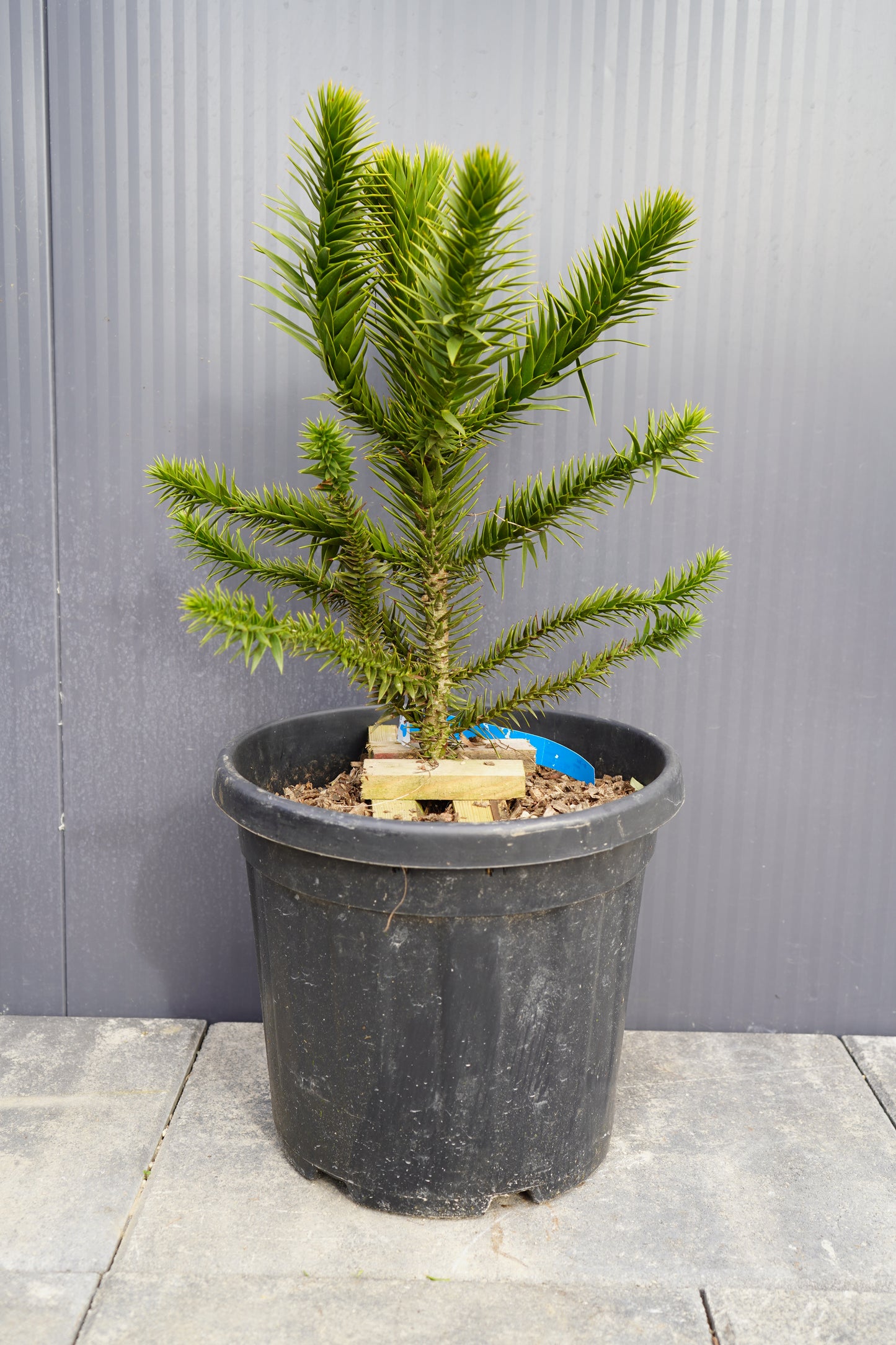 Monkey Puzzle Tree - Araucaria