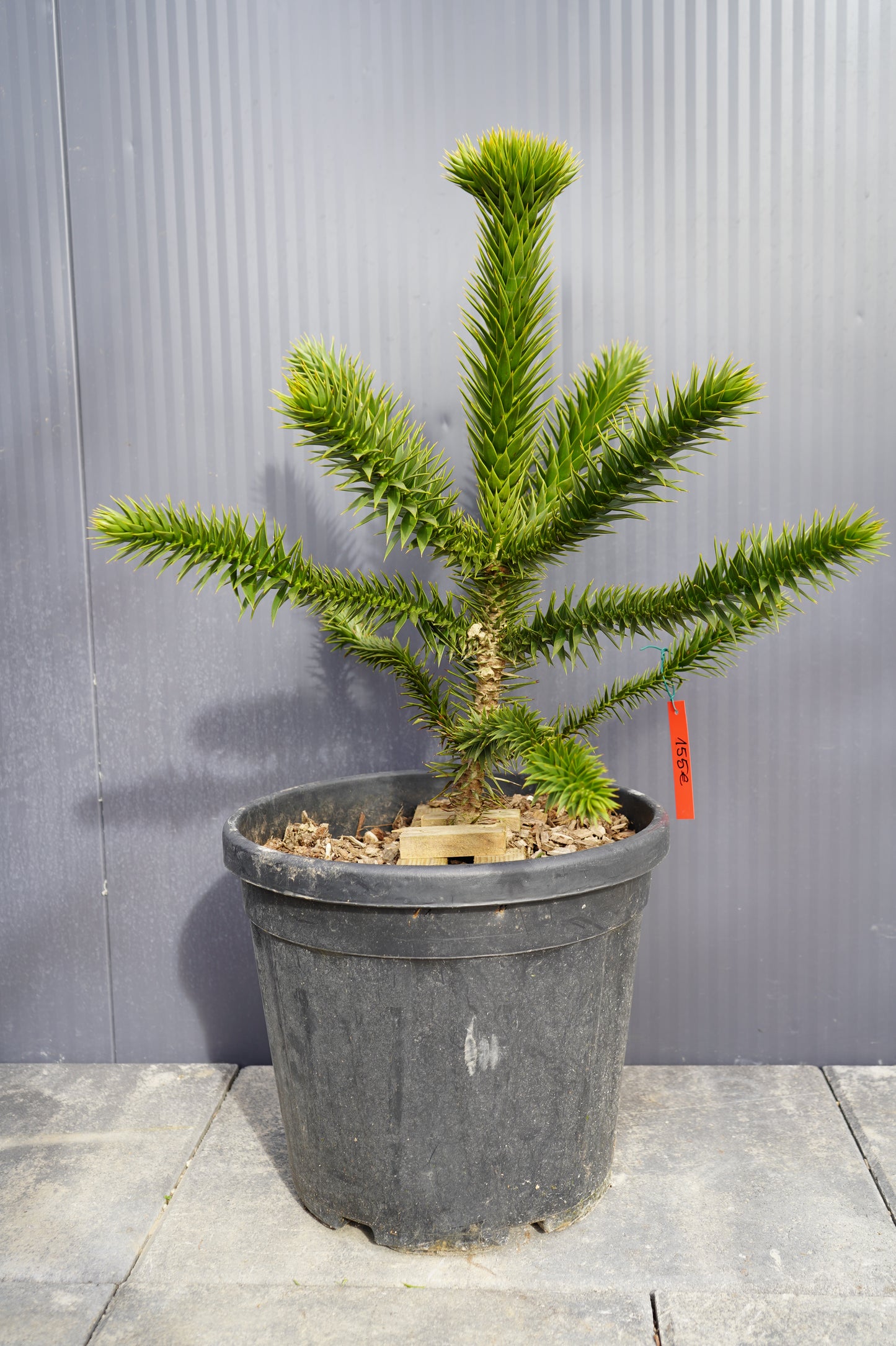 Monkey Puzzle Tree - Araucaria