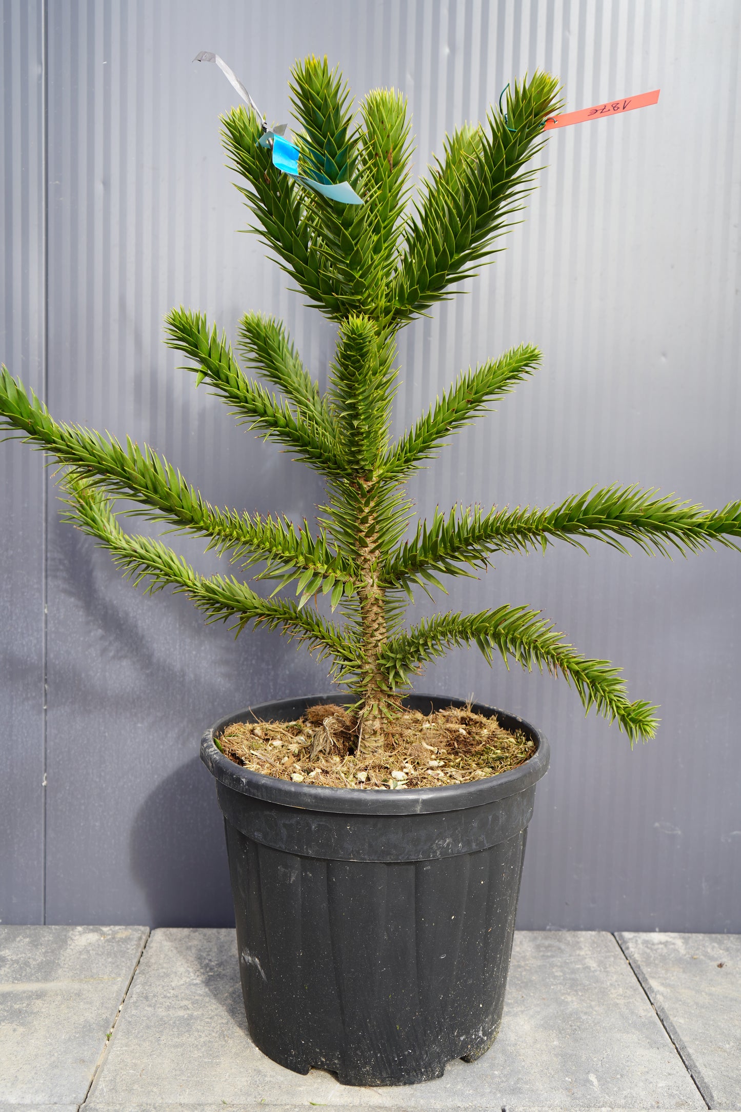 Monkey Puzzle Tree - Araucaria
