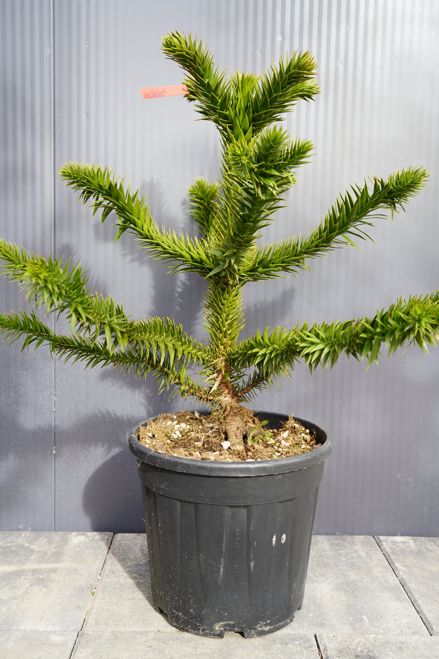 Monkey Puzzle Tree - Araucaria