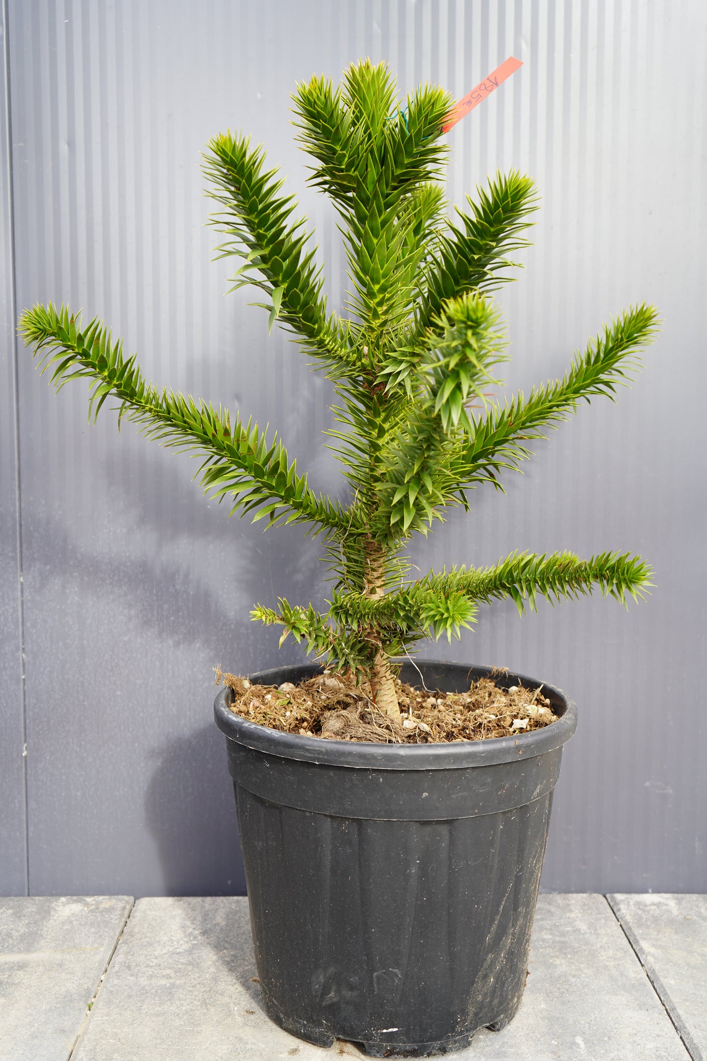 Monkey Puzzle Tree - Araucaria