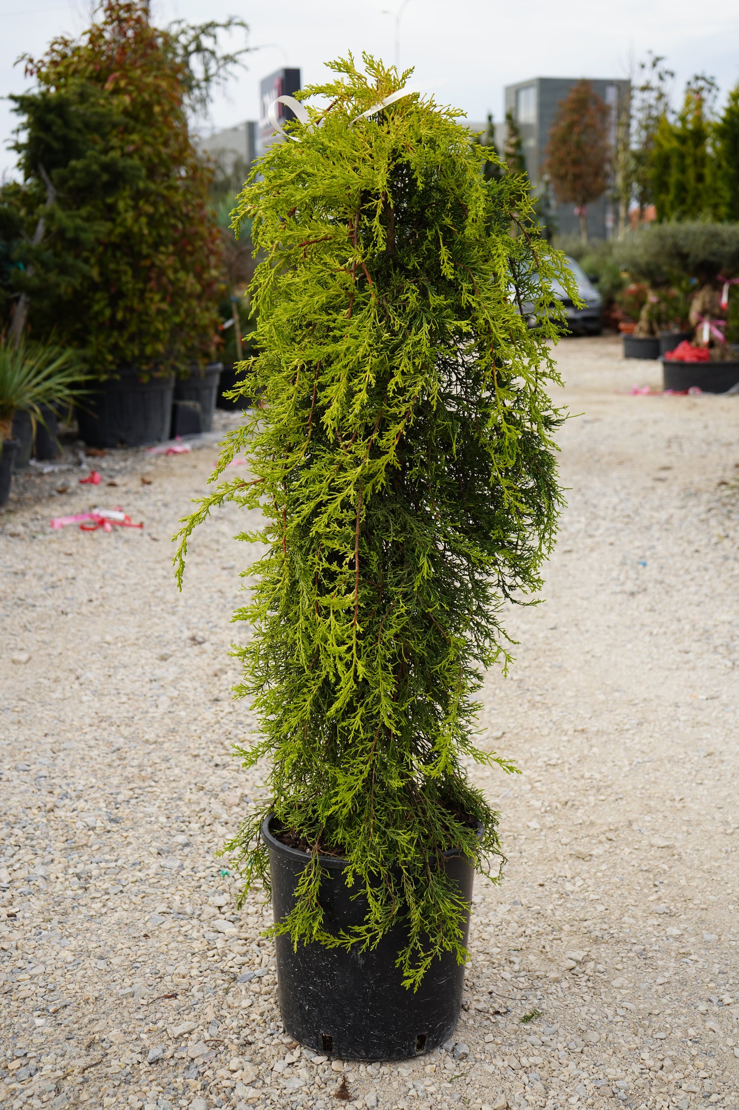 Cupressus macrocarpa 'Aurea Pendula'