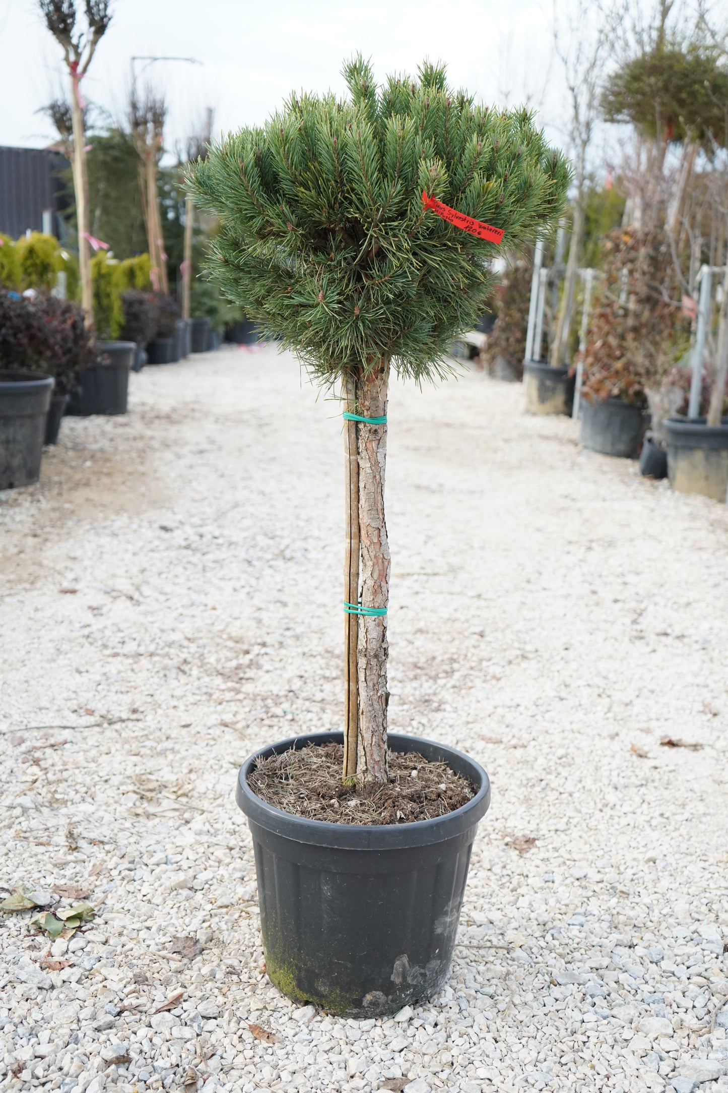 Pinus Sylvestris Watereri (Mezo Fusto - Koke)