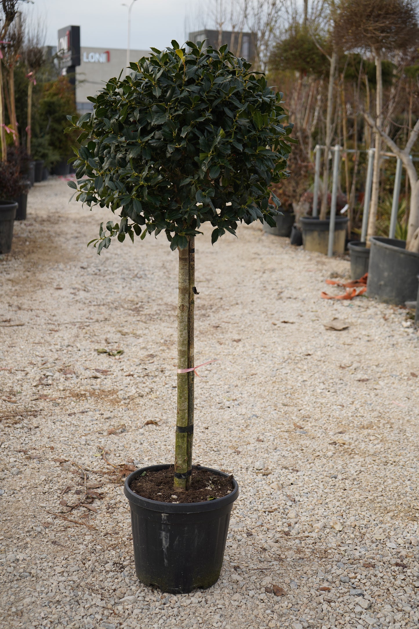 Ilex Mutch Nellie R. Stevens