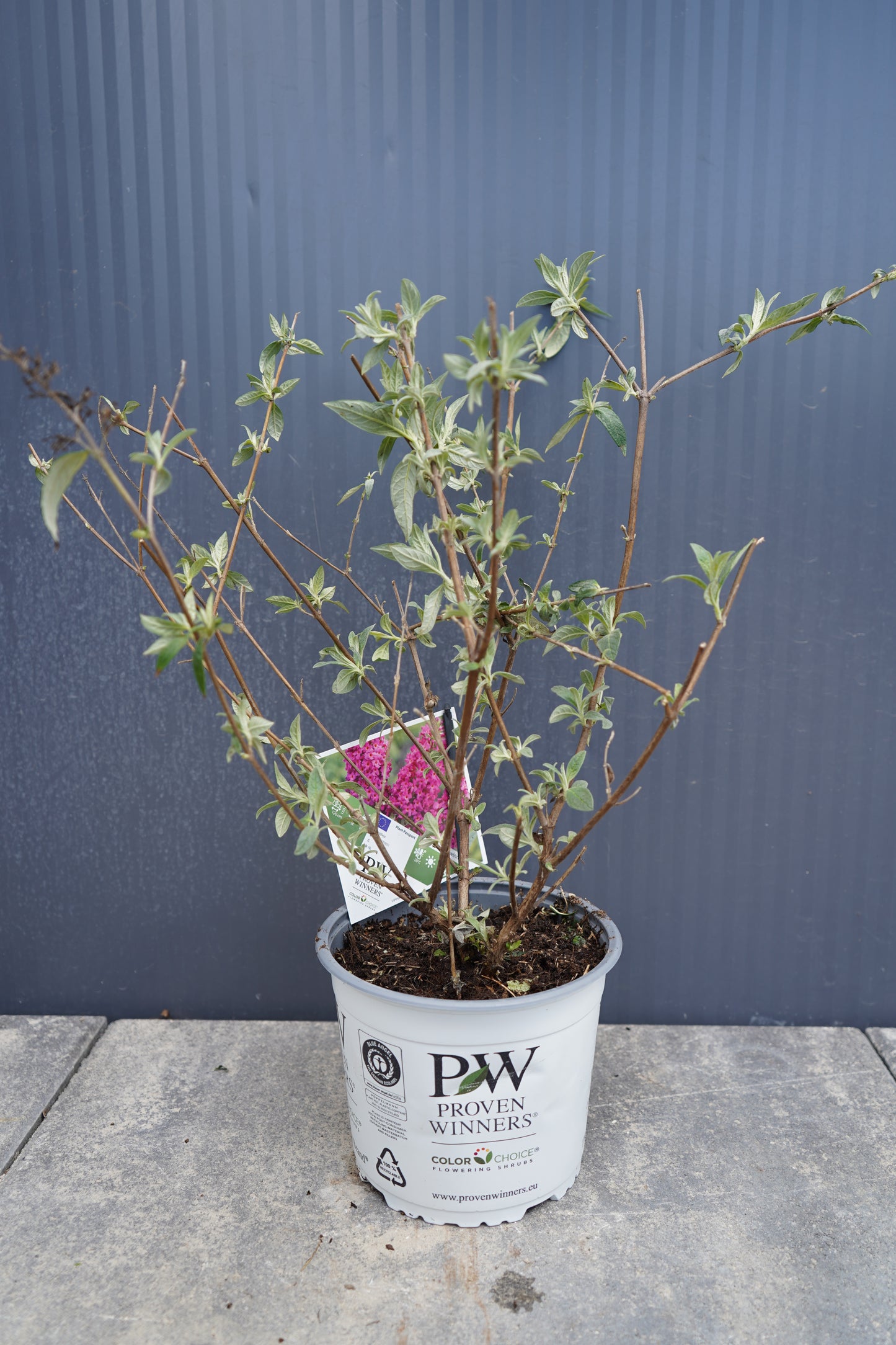 Buddleja Miss Ruby