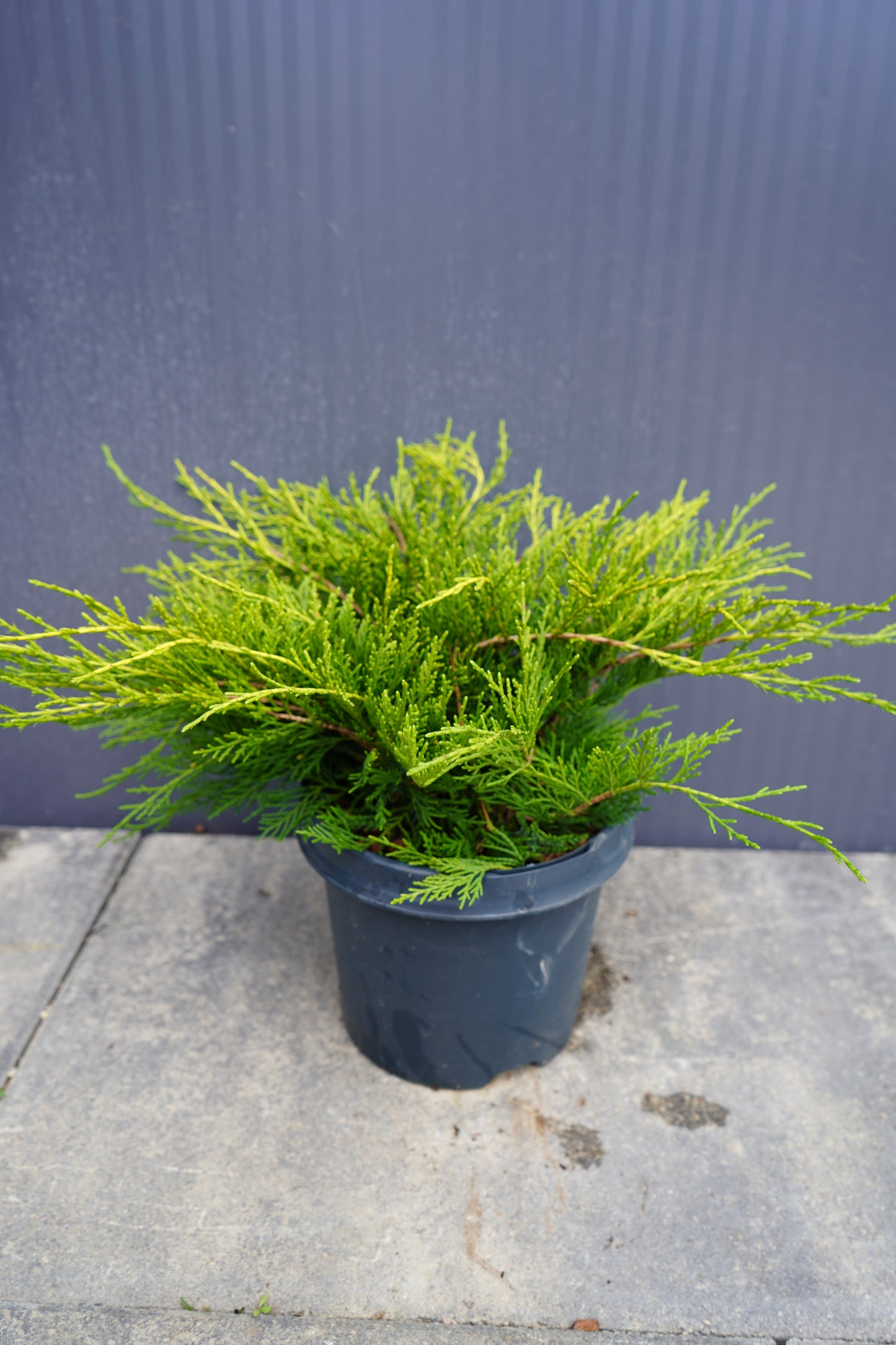 Juniperus pfitzeriana 'Old Gold'