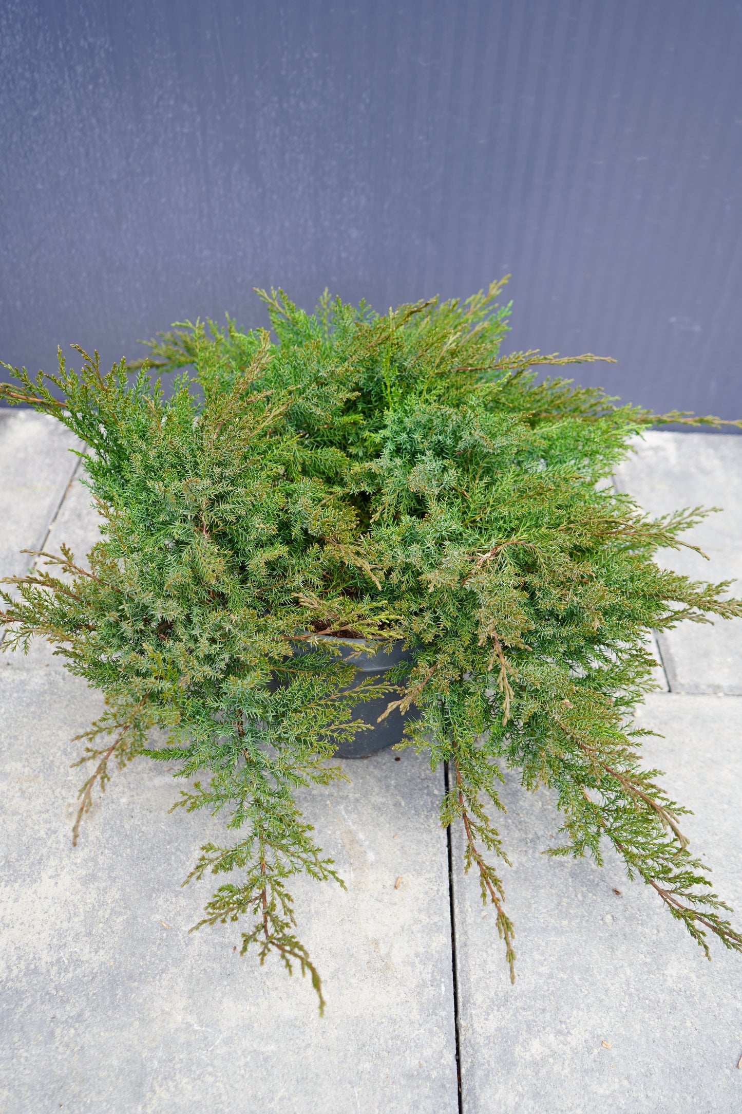 Juniperus Leningrad