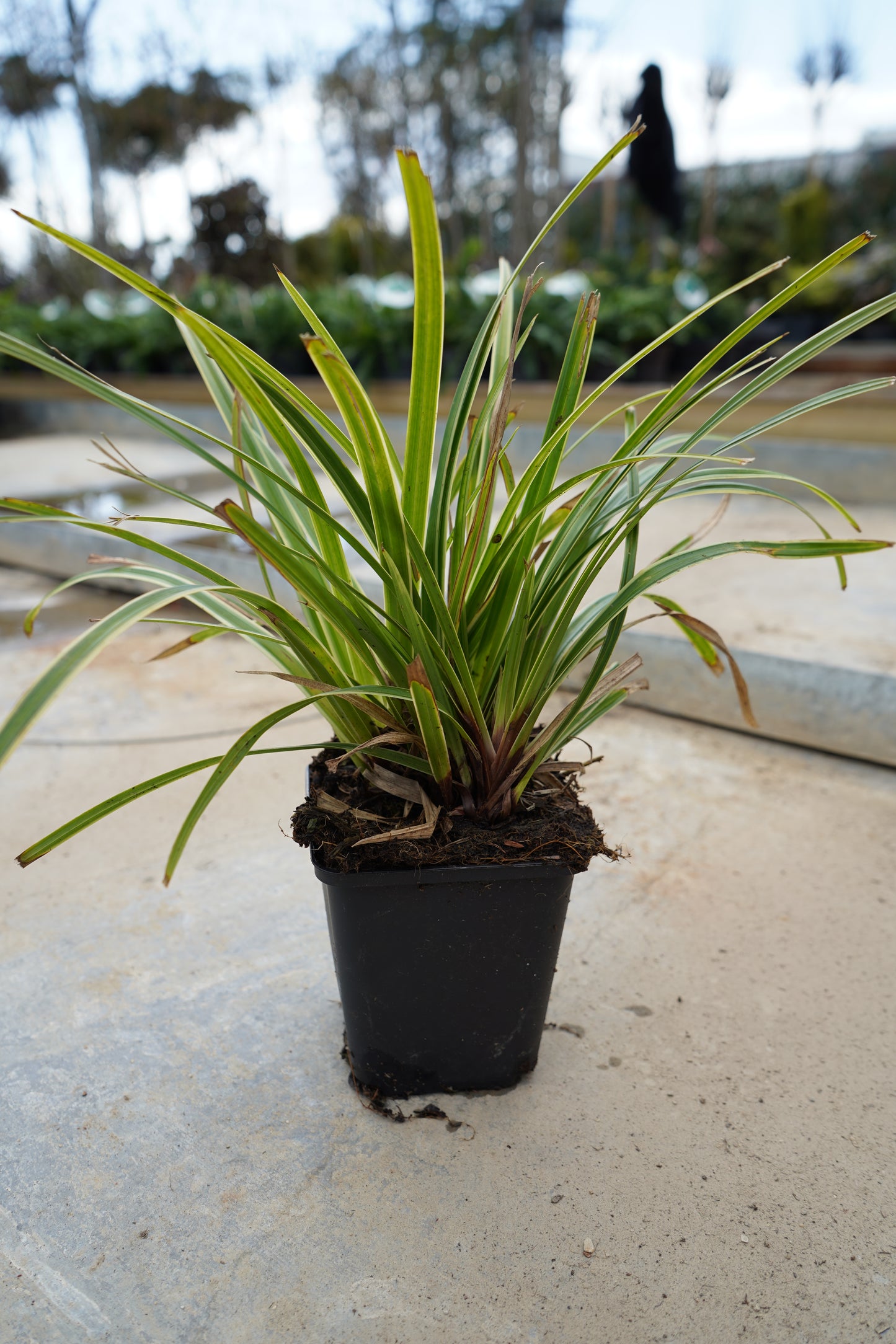Carex Morrowii ‘Aureovariegata’