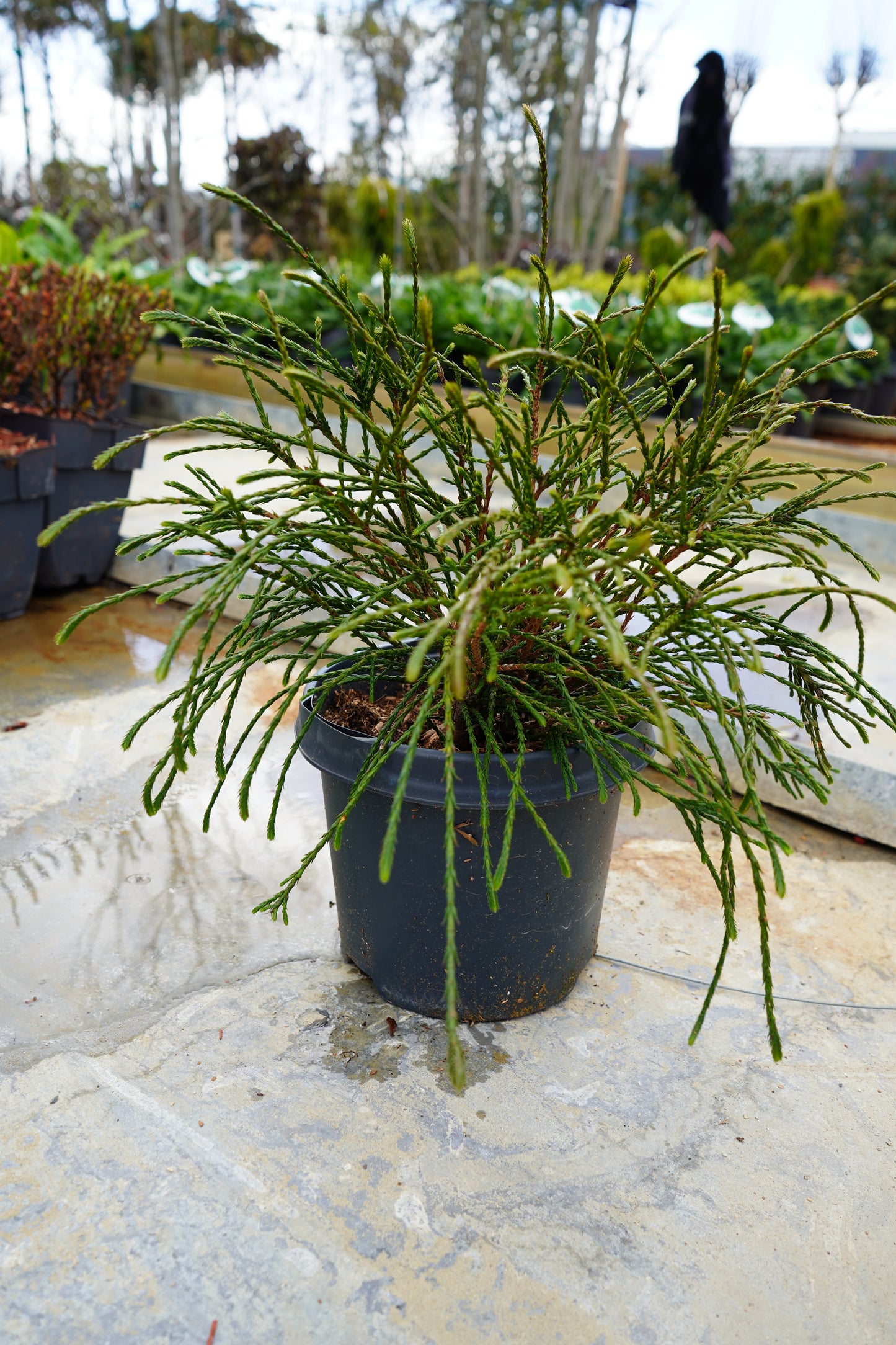 THUJA WHIPCORD