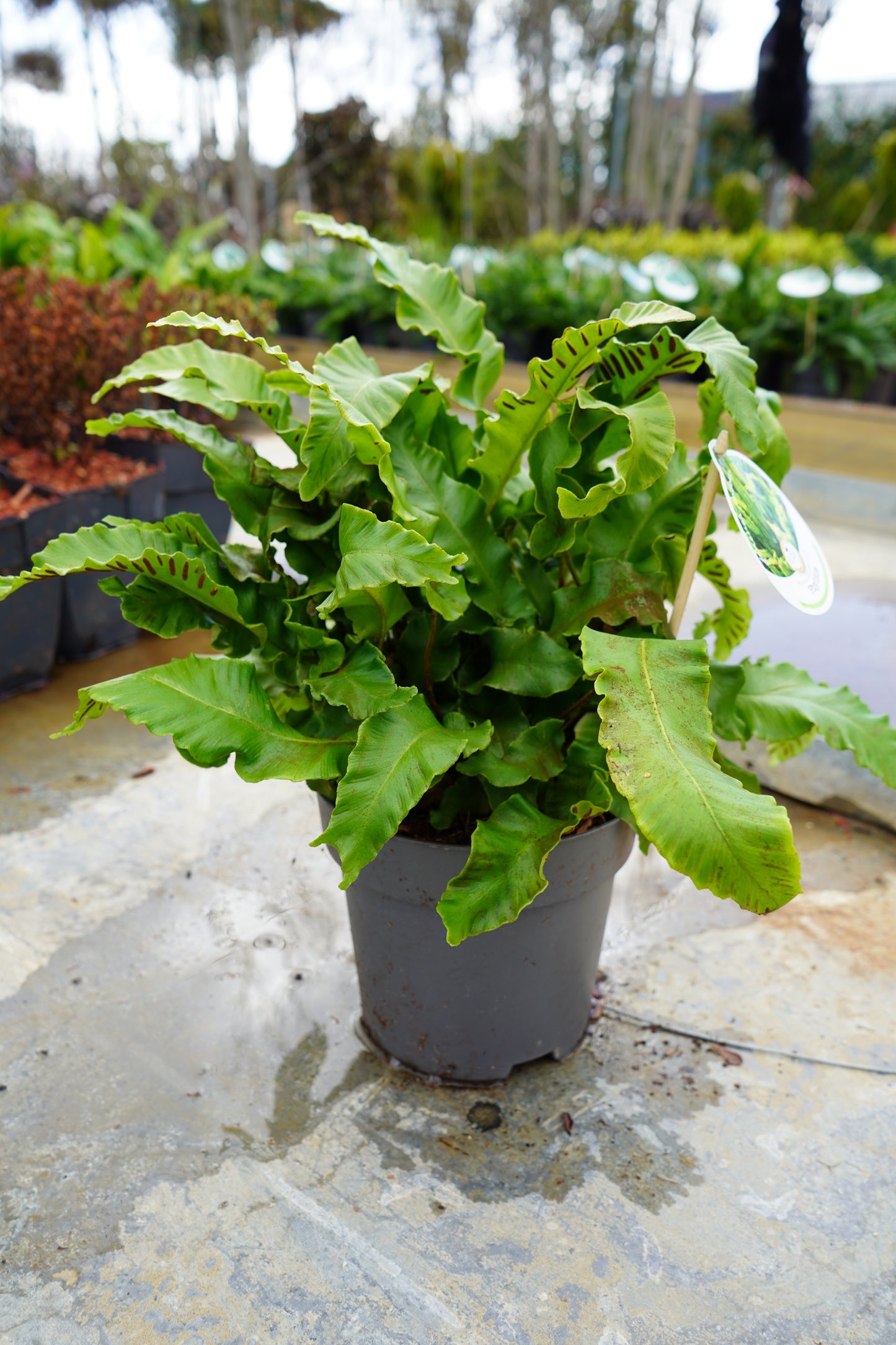 Asplenium Scolopendrium