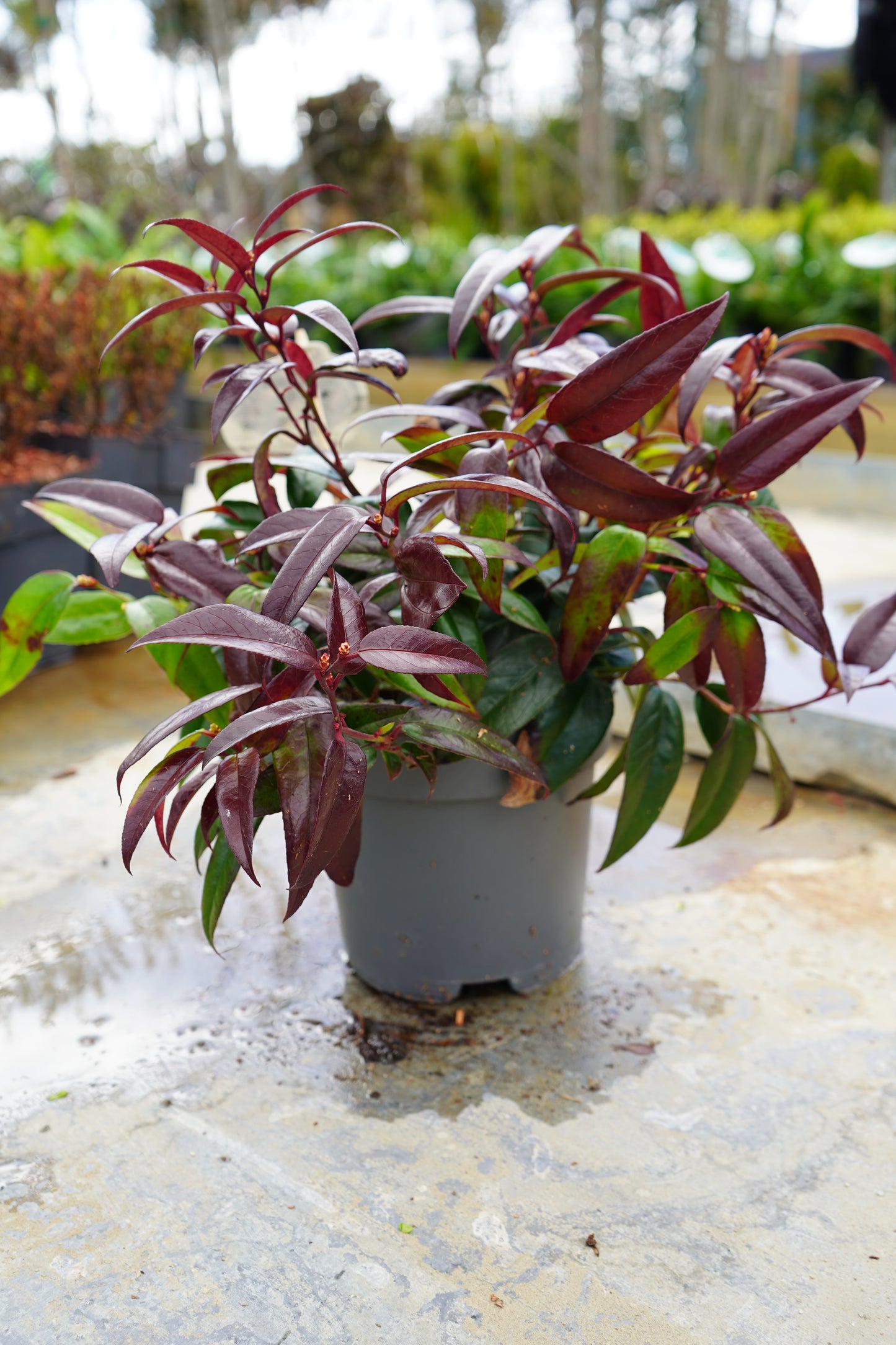 Leucothoe Carinella