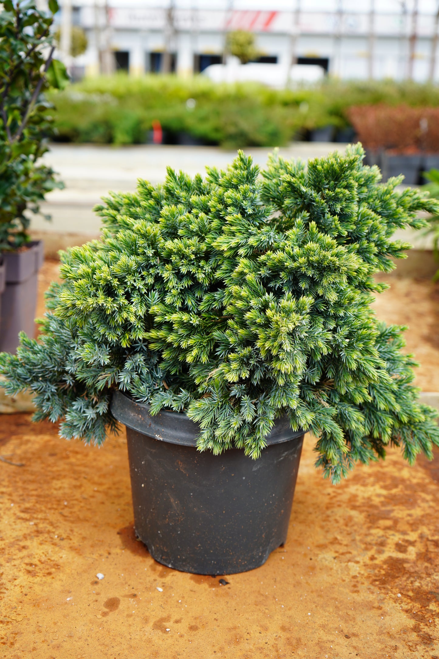 Juniperus squamata 'Blue Star'