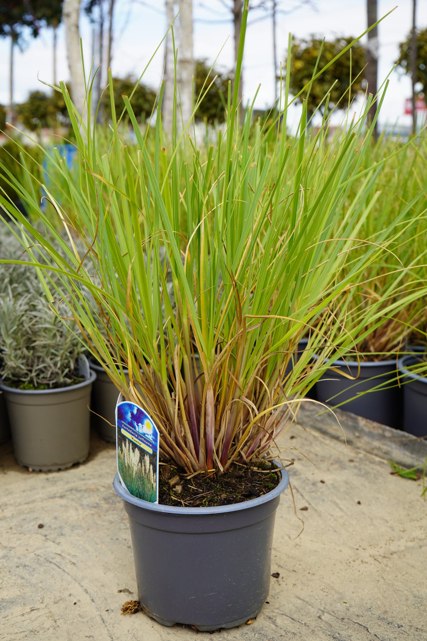 SHAVARE MINI - CORTADERIA SELLUANA 'PUMILA'