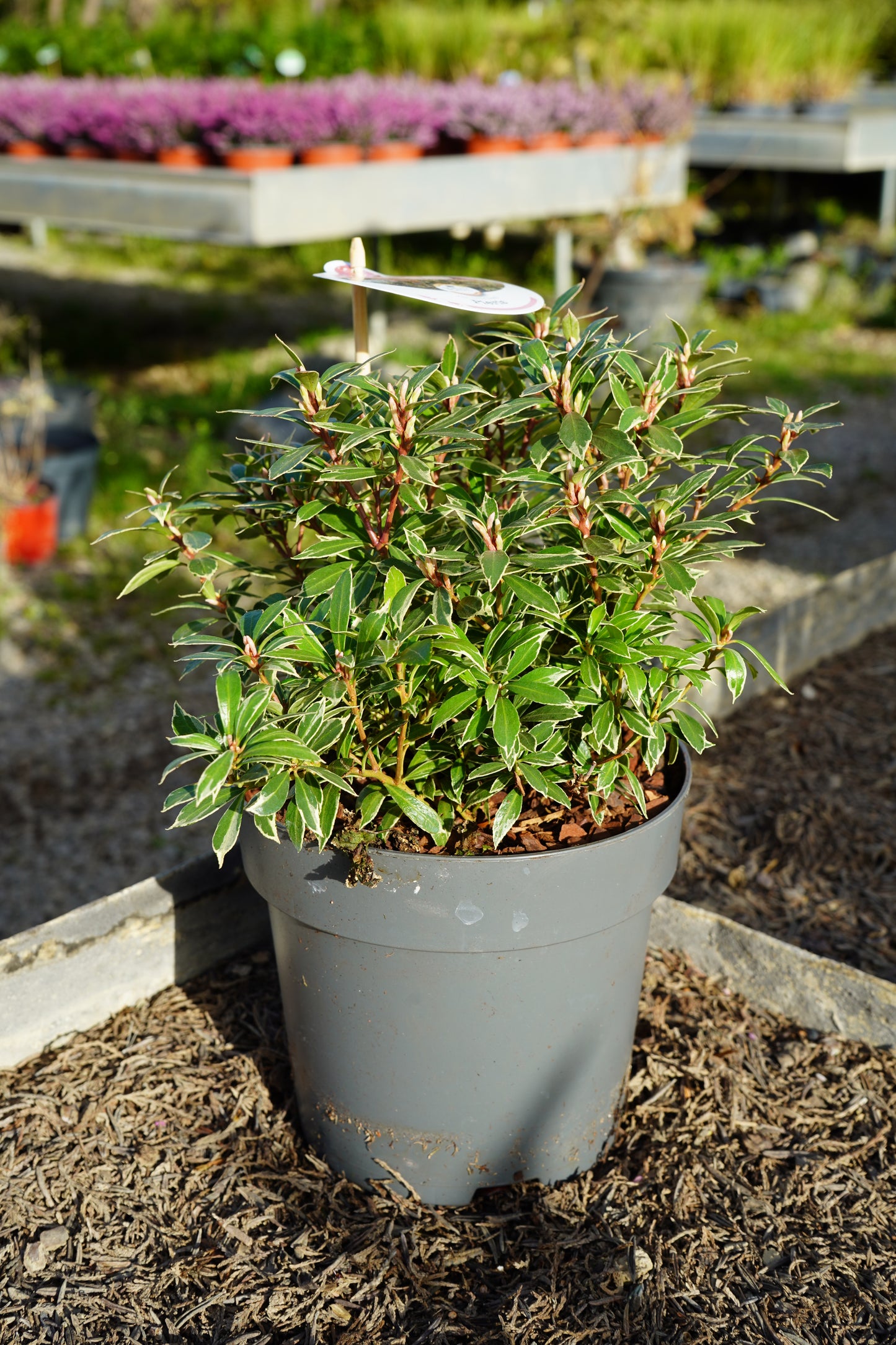 Pieris jap. Mountain Fire