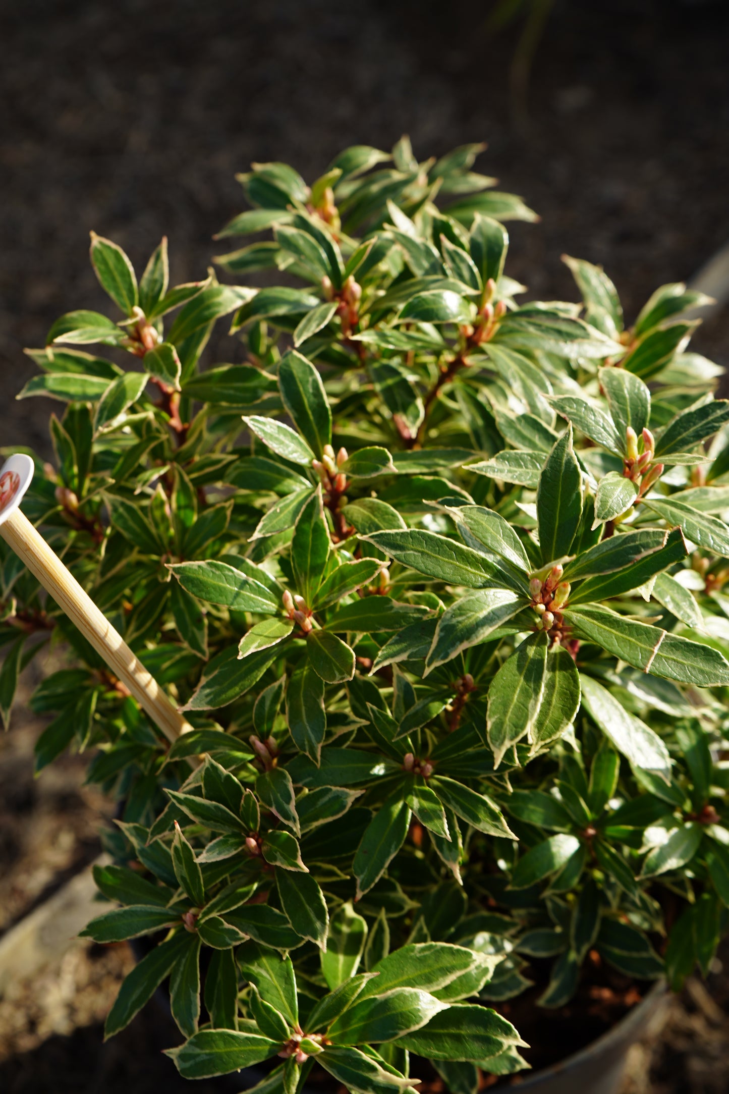 Pieris jap. Mountain Fire