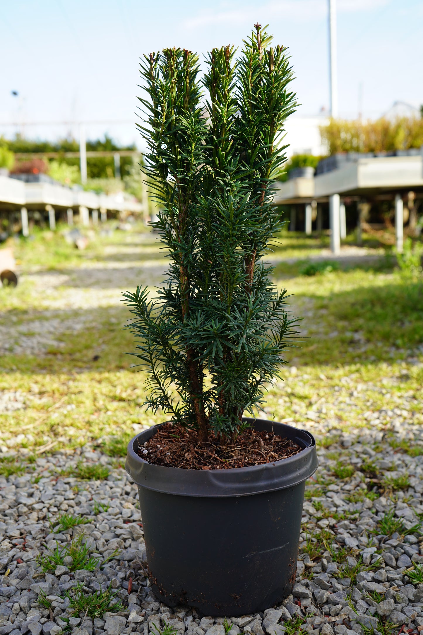 Taxus Baccata Fastigiata Robusta