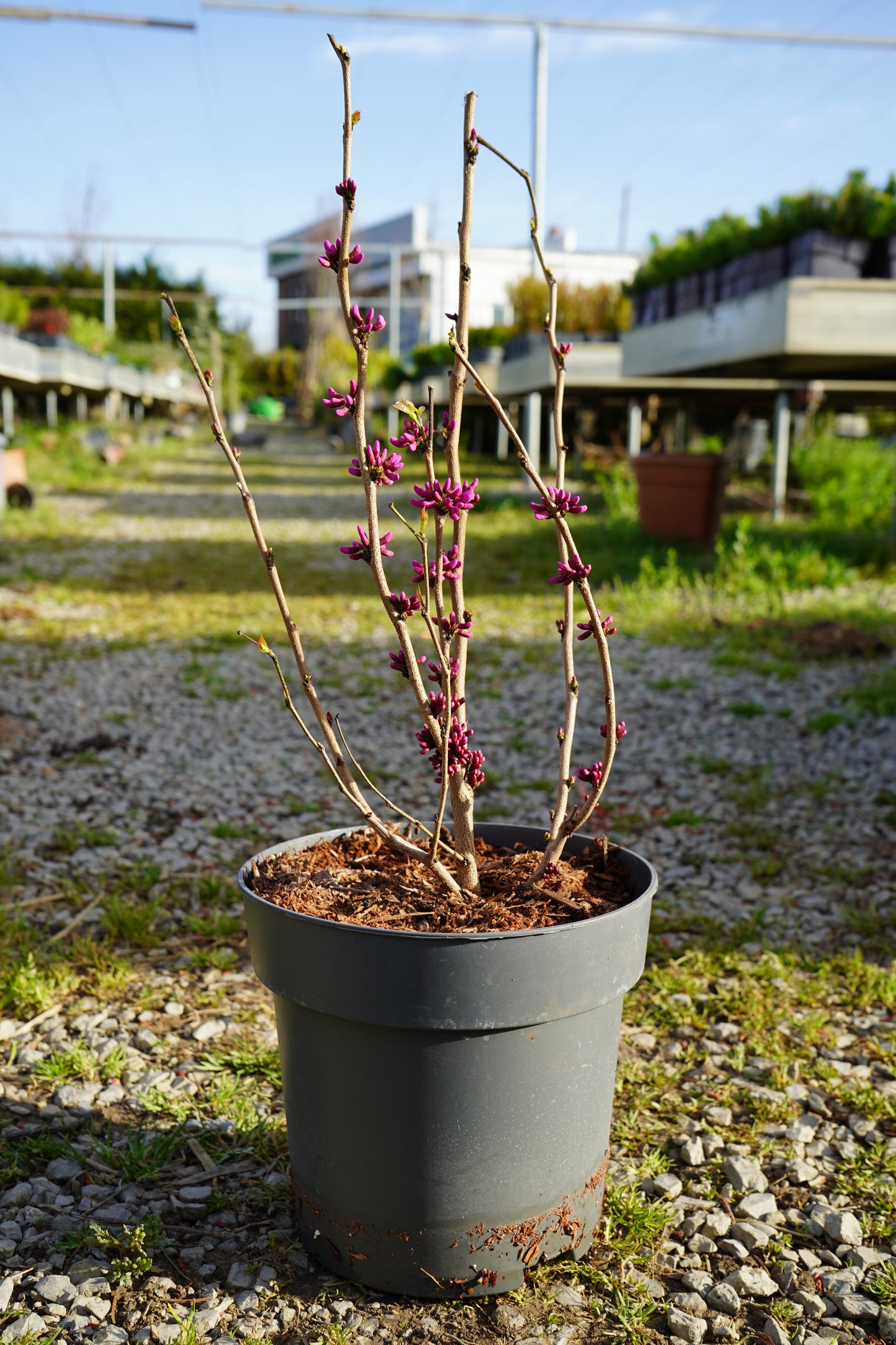 Bima e Jetes - Cercis chinensis ‘Avondale’