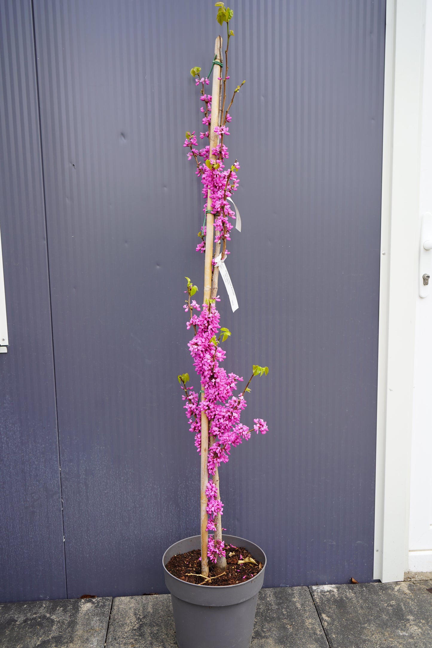 Bima e Jetes - Cercis chinensis ‘Avondale’