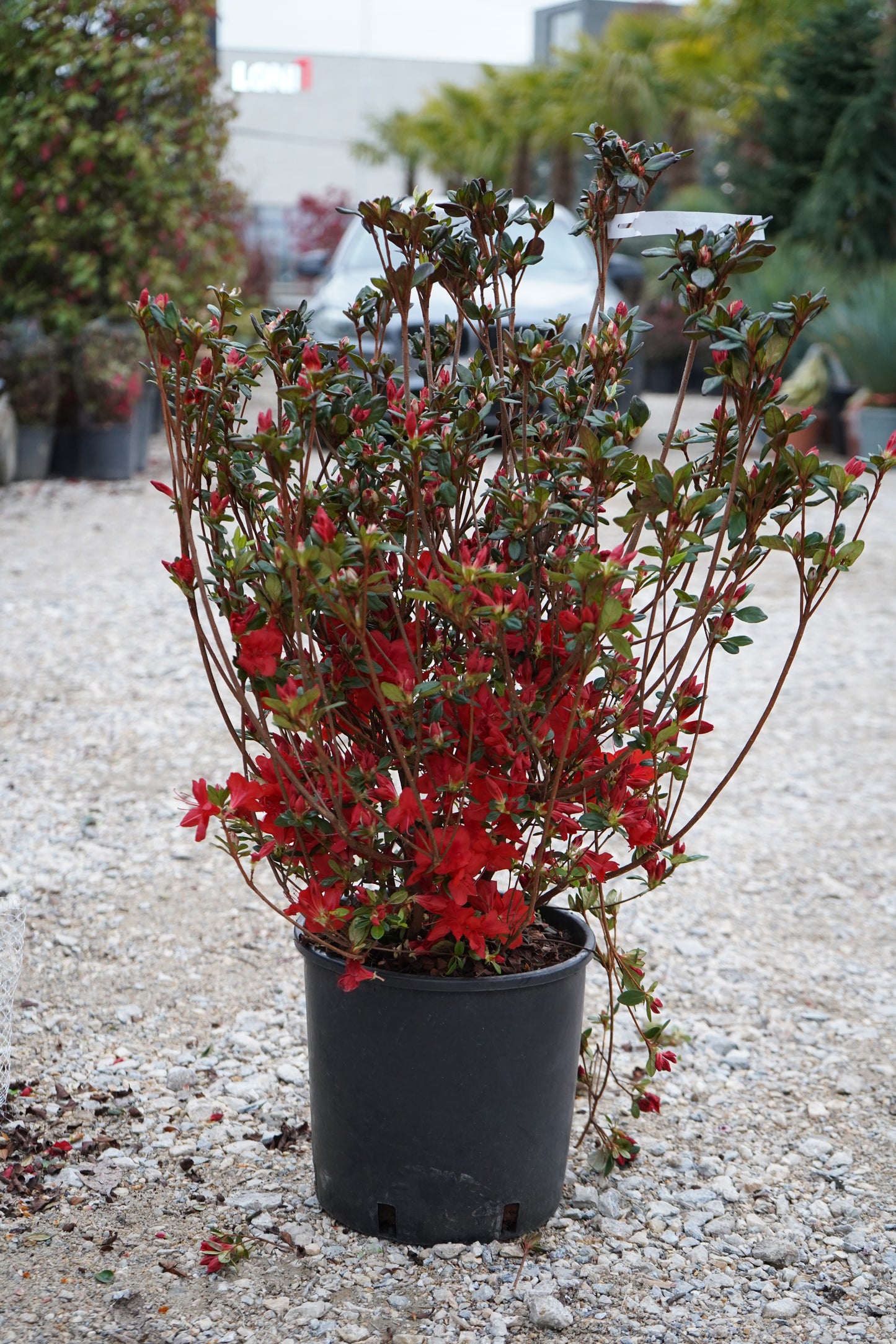 Azalea Johana