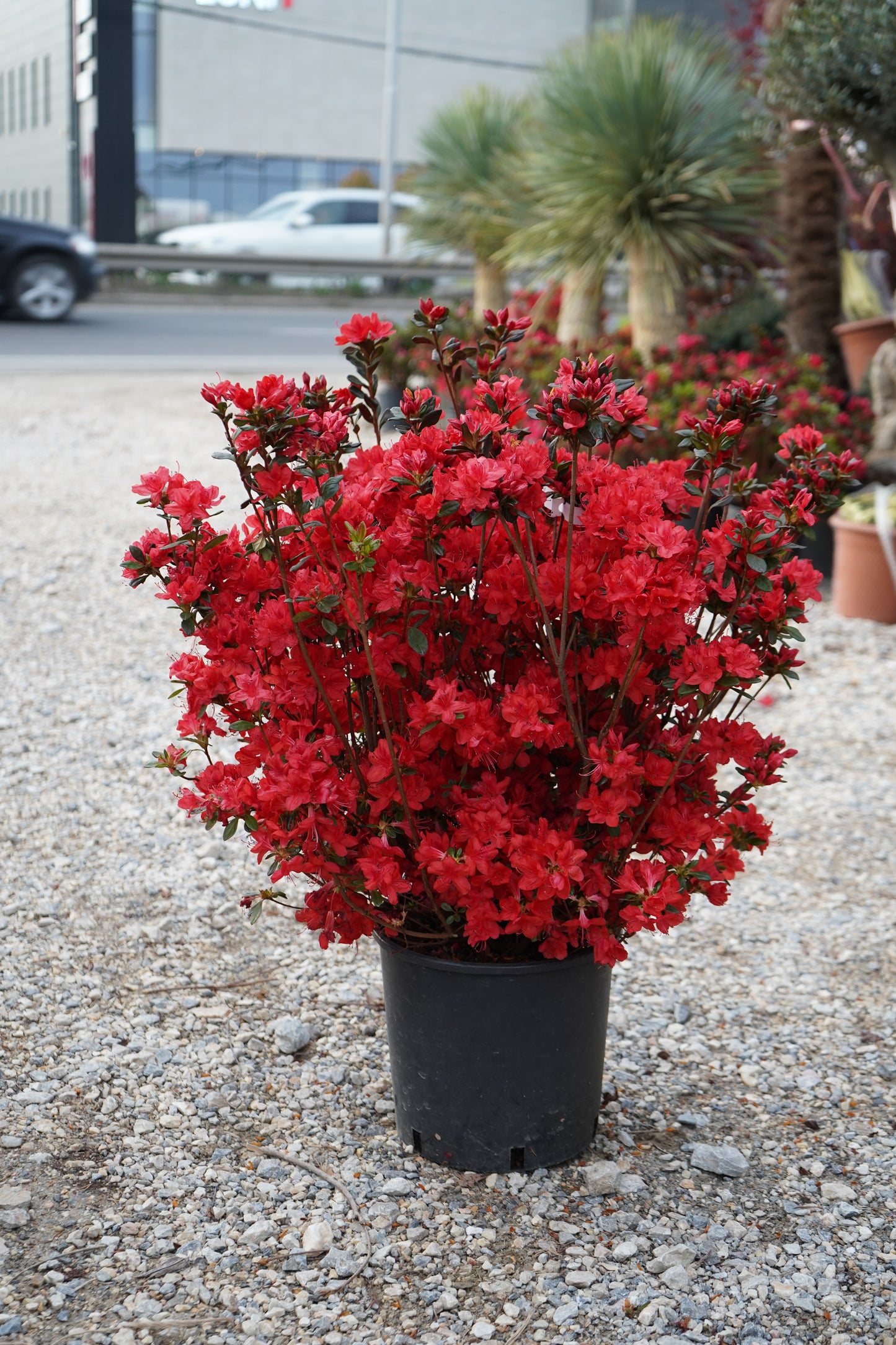 Azalea ‘Johanna’