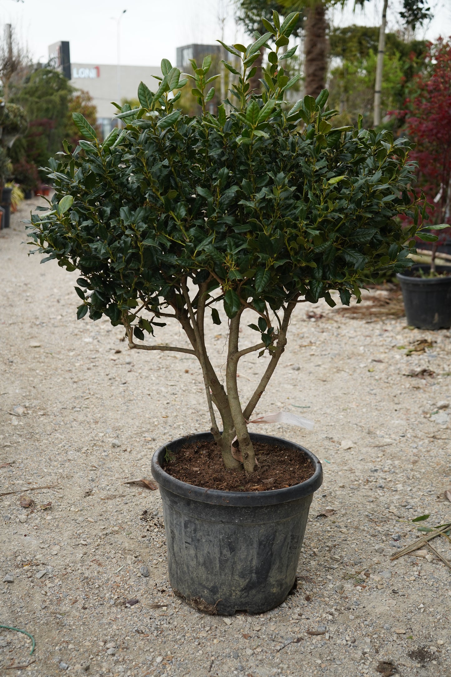 Ilex aquifolium ‘Nellie Stevens’ – Multistem