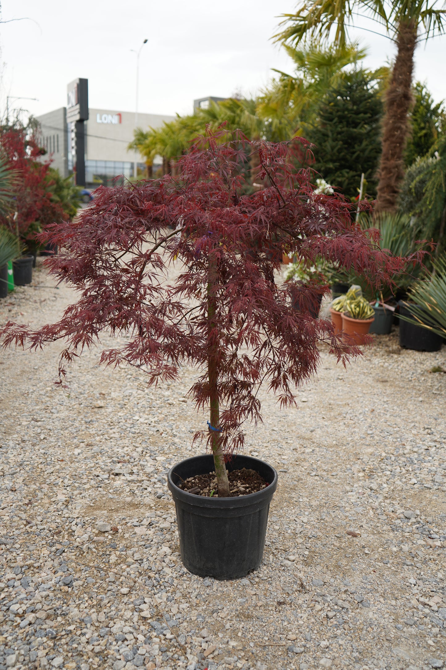 Acer Qader - Acer palmatum 'Inaba Shidare'