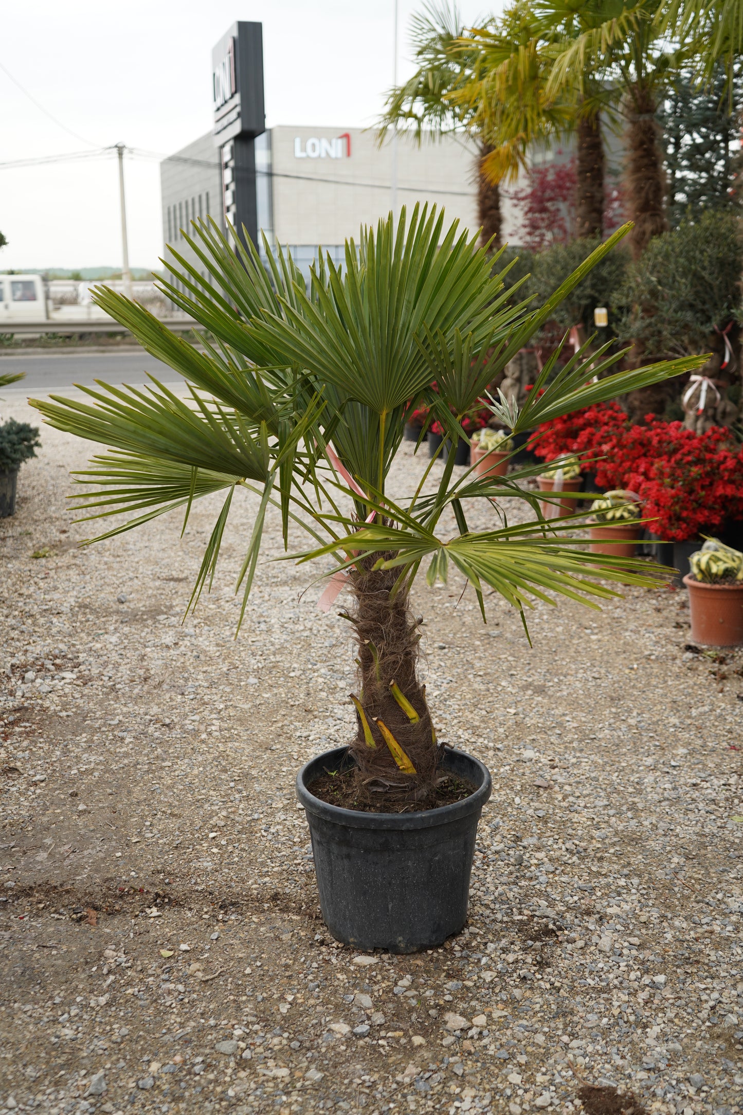 Palma Washingtonia