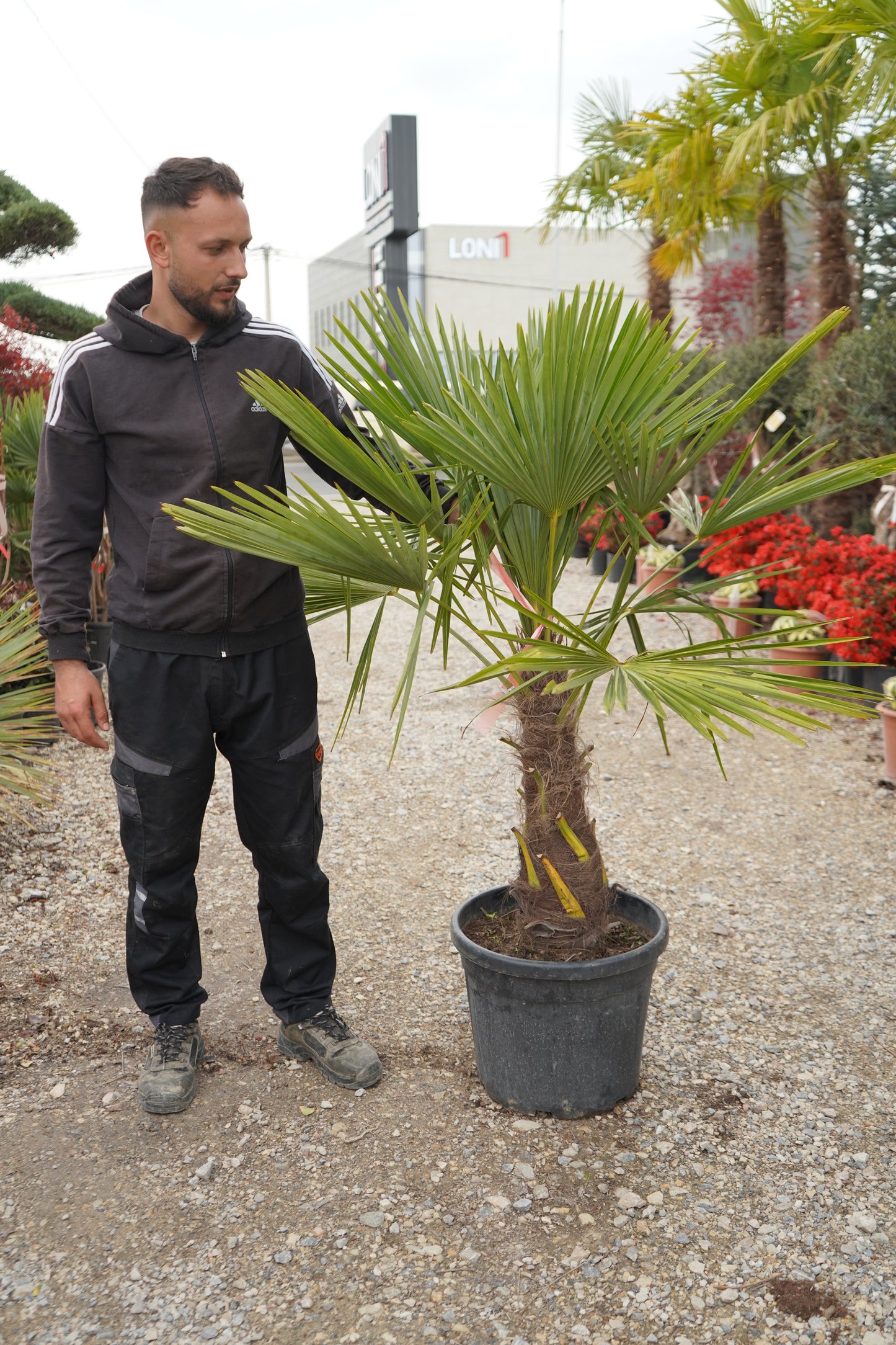 Palma Washingtonia