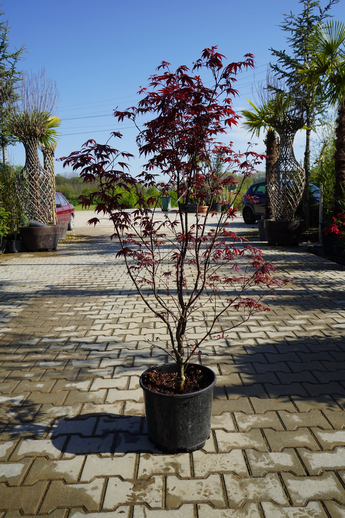 Acer Palmatum Bloodgood