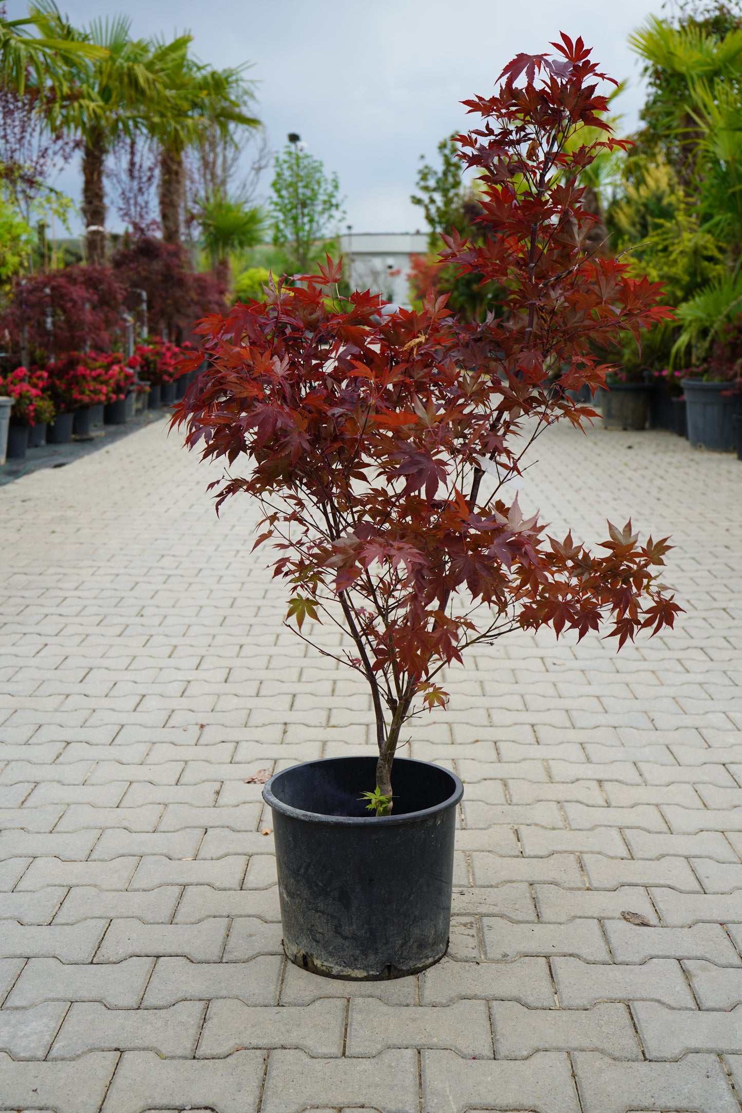 Acer Palmatum Bloodgood