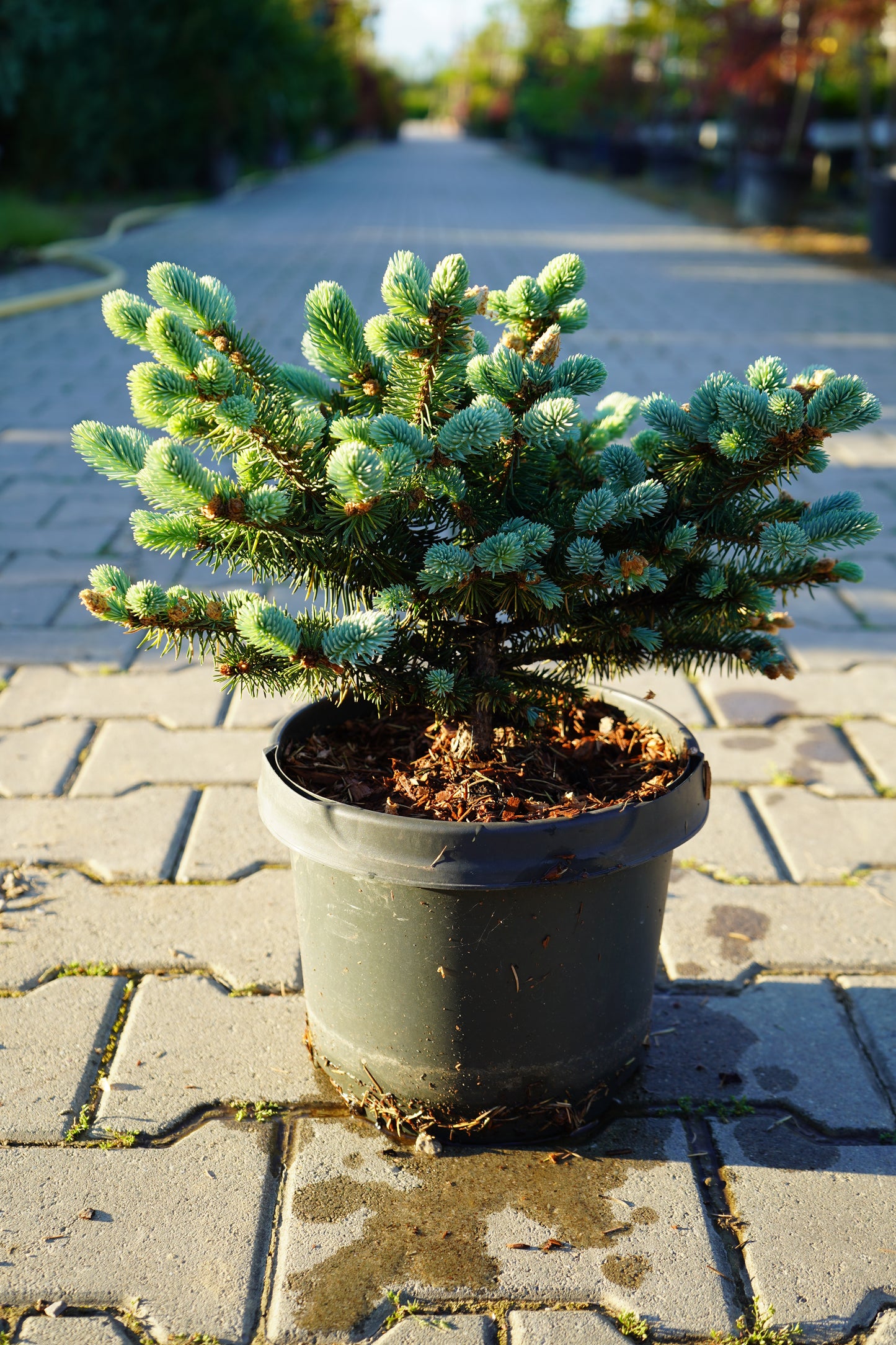 Picea Pungens Glauca Globosa