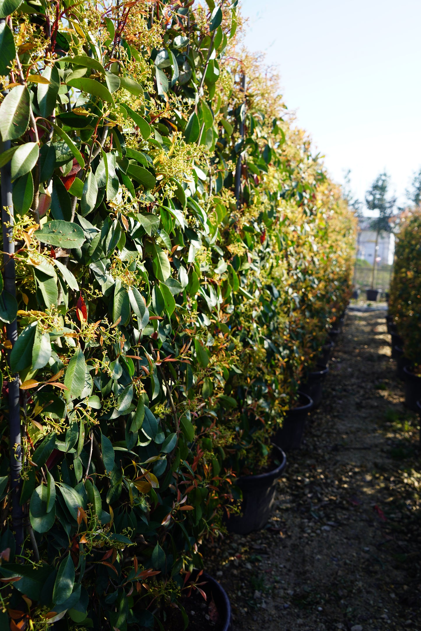 Photinia Spalier