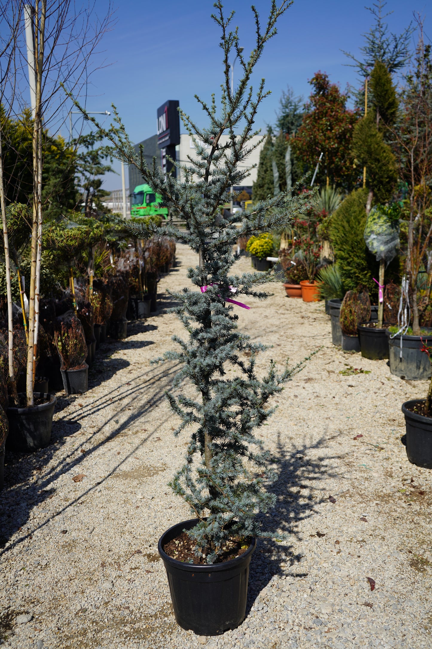 Cedrus Atlantica Glauca