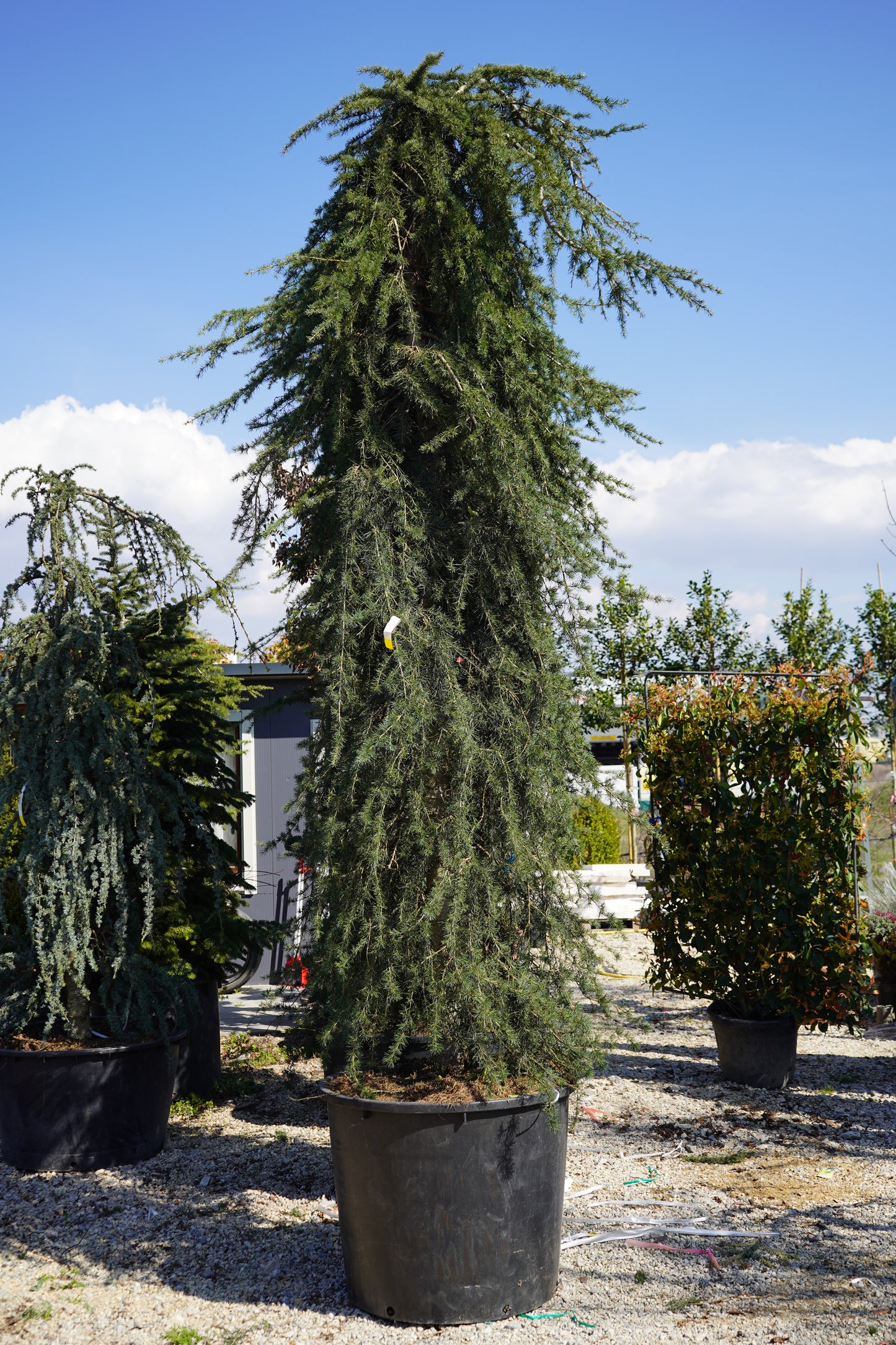 CEDRUS DEODARA PENDULA CLT. 350 300/+