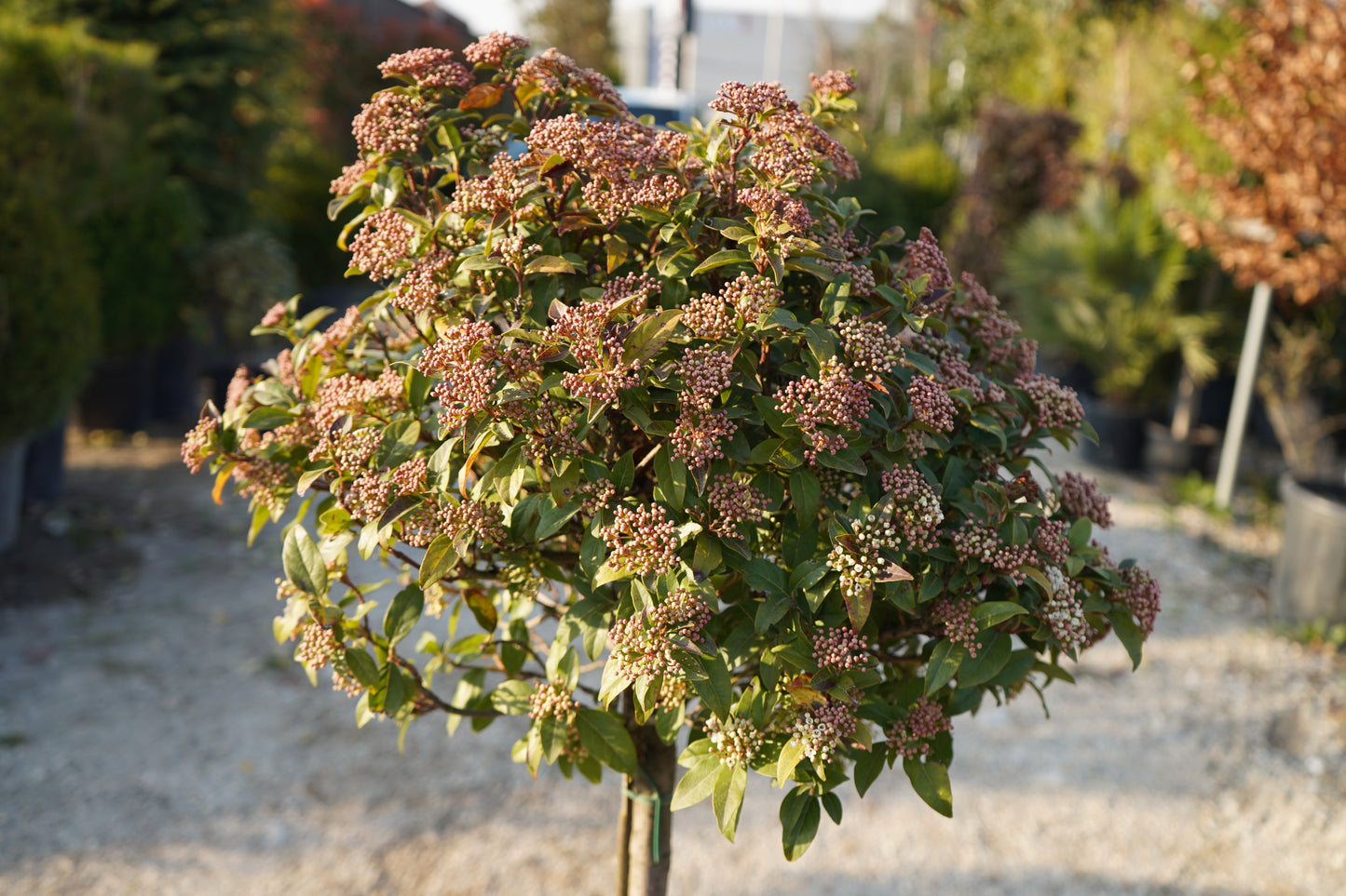 Viburnum tinus (Mezzo Fusto)